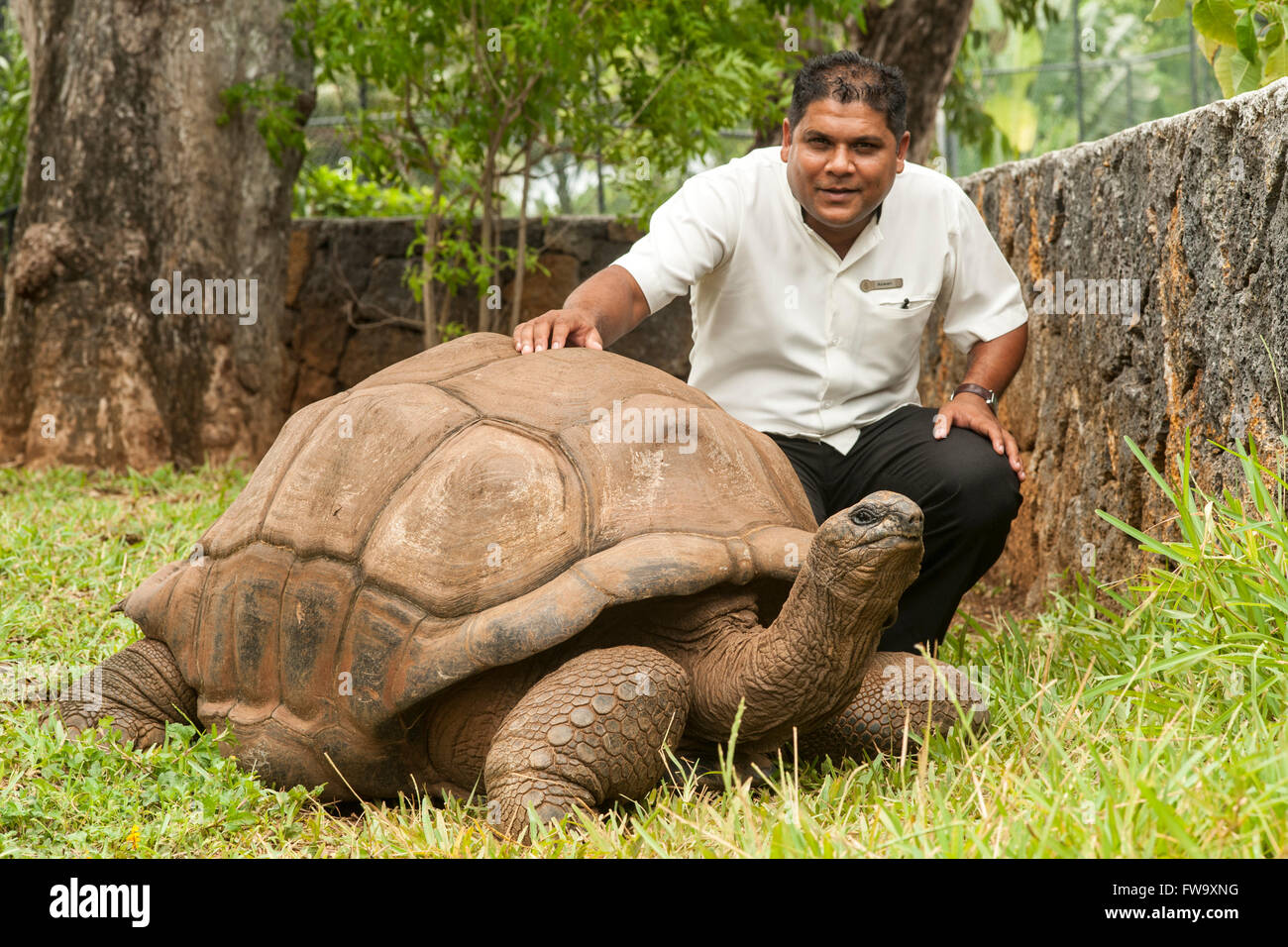 Giant tortoise and staff member at the Four Seasons Hotel in Mauritius. Stock Photo