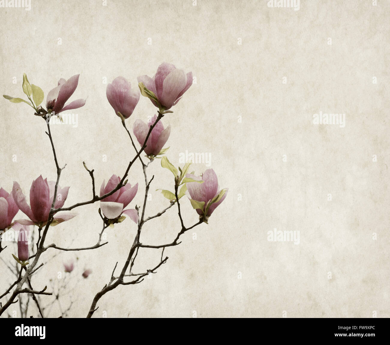 Pink magnolia flowers on old paper background Stock Photo - Alamy