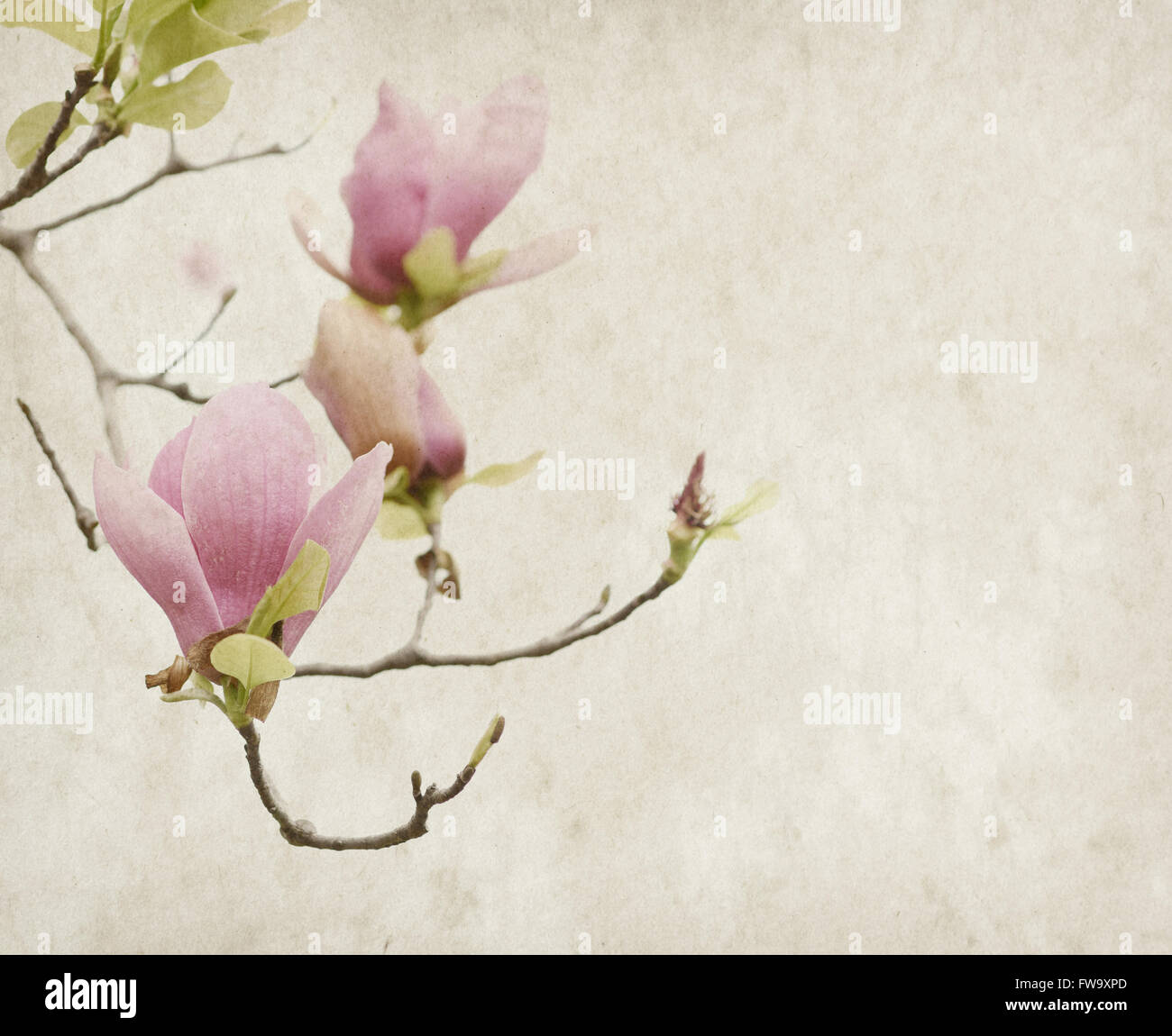 Pink magnolia flowers on old paper background Stock Photo - Alamy