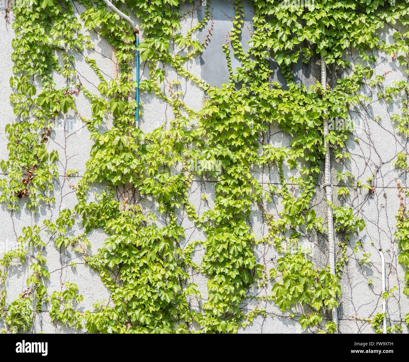 ivy leaves isolated on a white background Stock Photo - Alamy