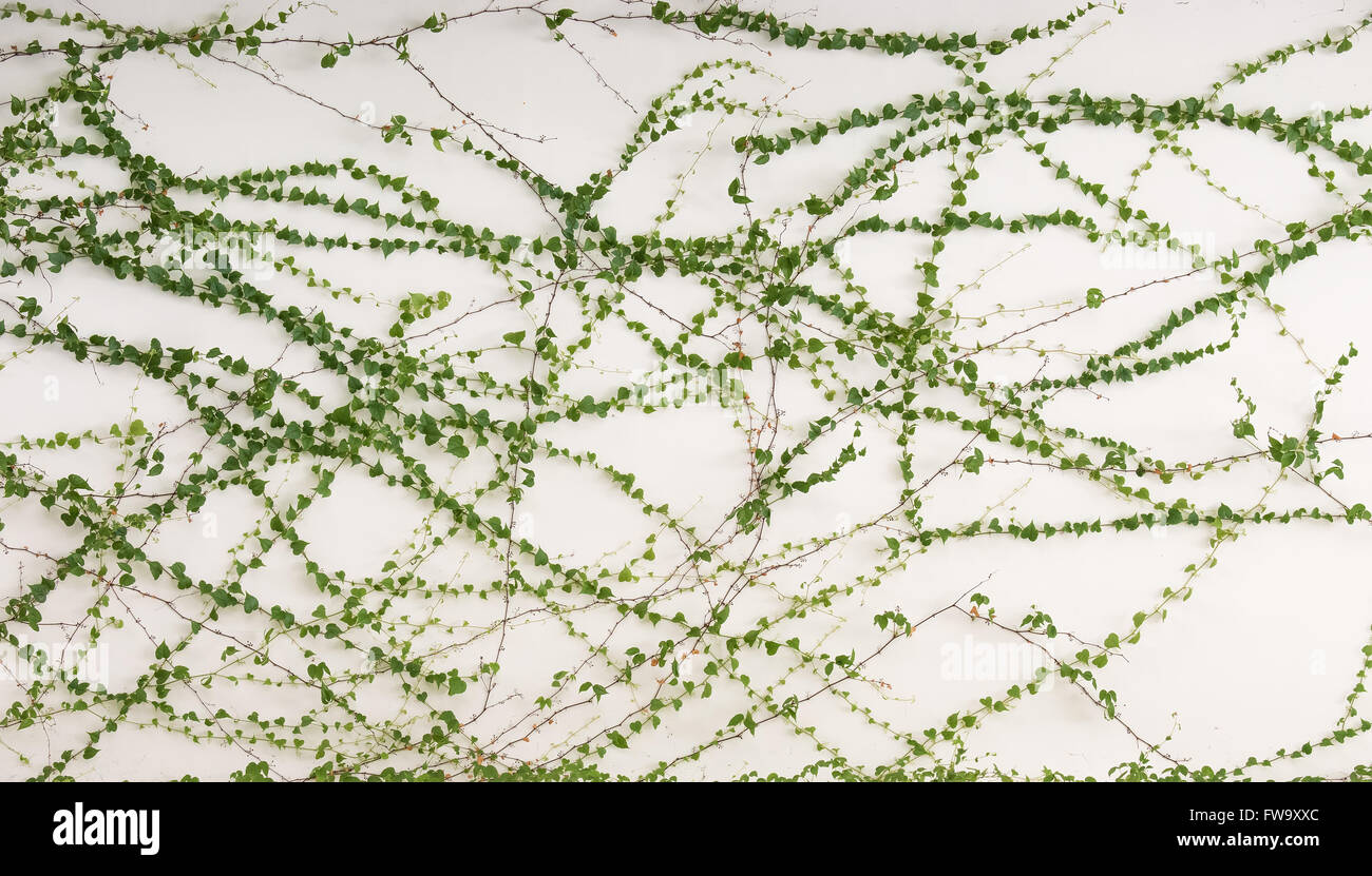 ivy leaves isolated on a white background Stock Photo - Alamy