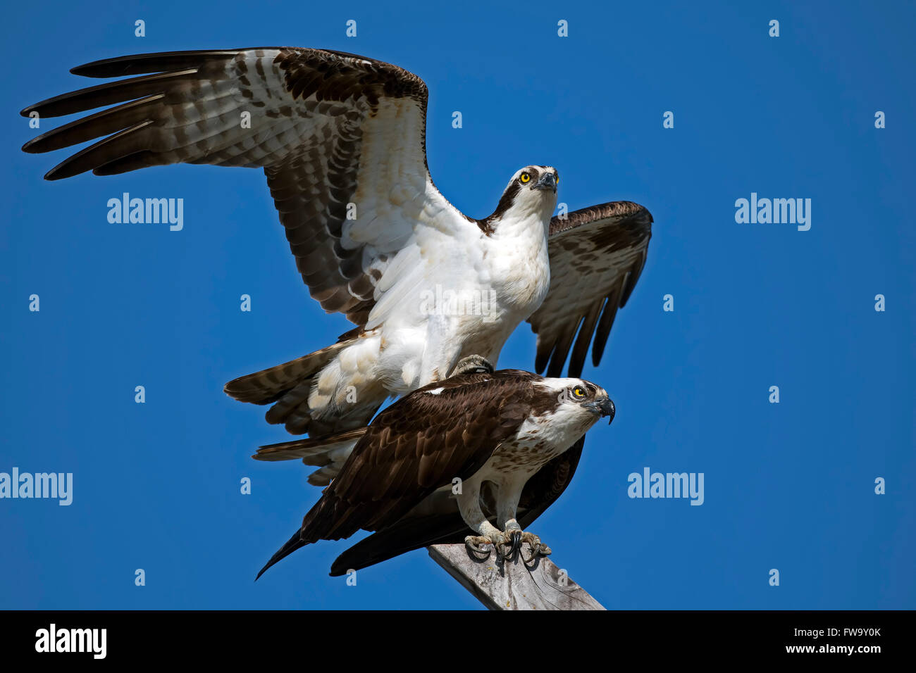 Osprey Pair Mating Stock Photo