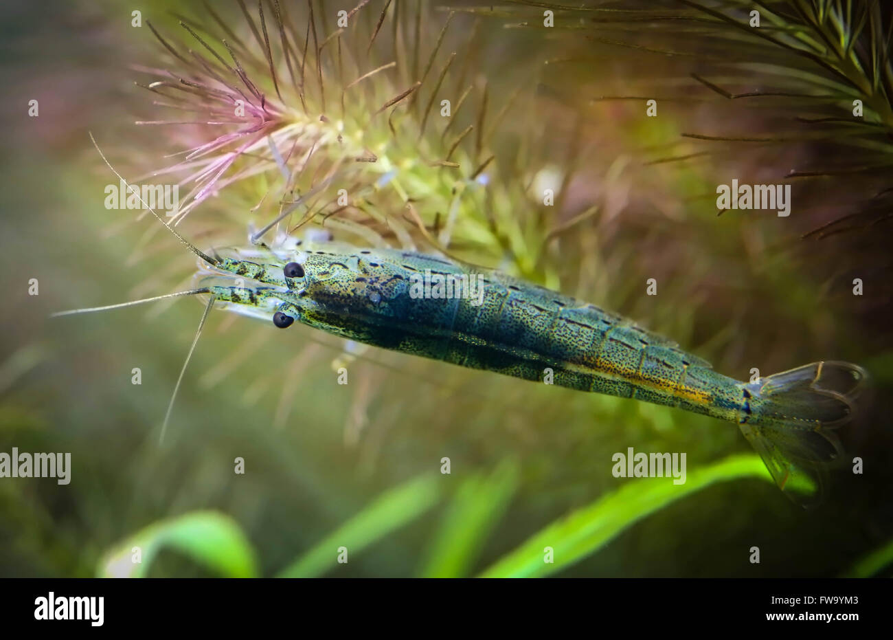 Closeup of a Yamato Shrimp in a planted aquarium Stock Photo