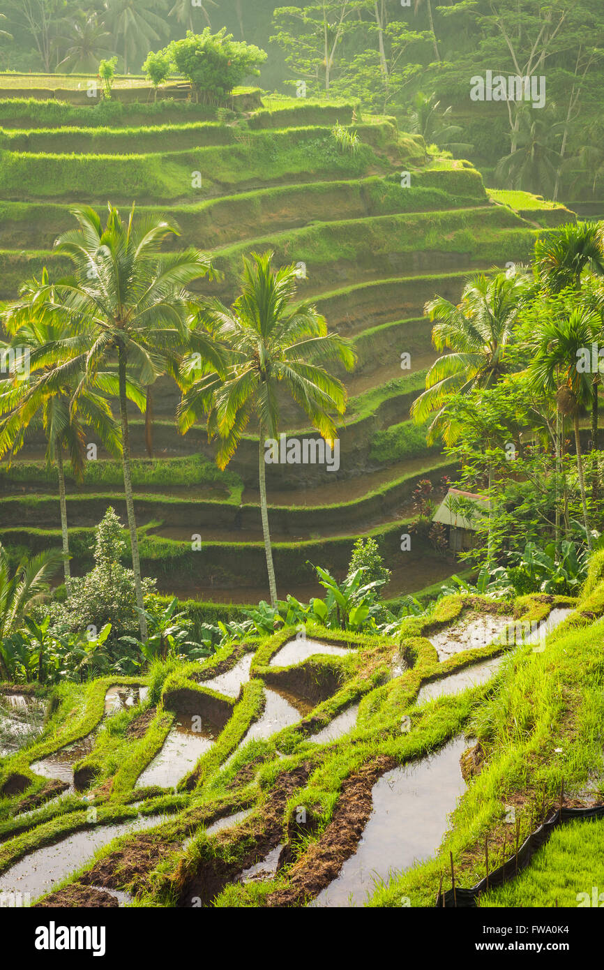 Beautiful rice terraces in the moring light near Tegallalang village, Ubud, Bali, Indonesia. Stock Photo
