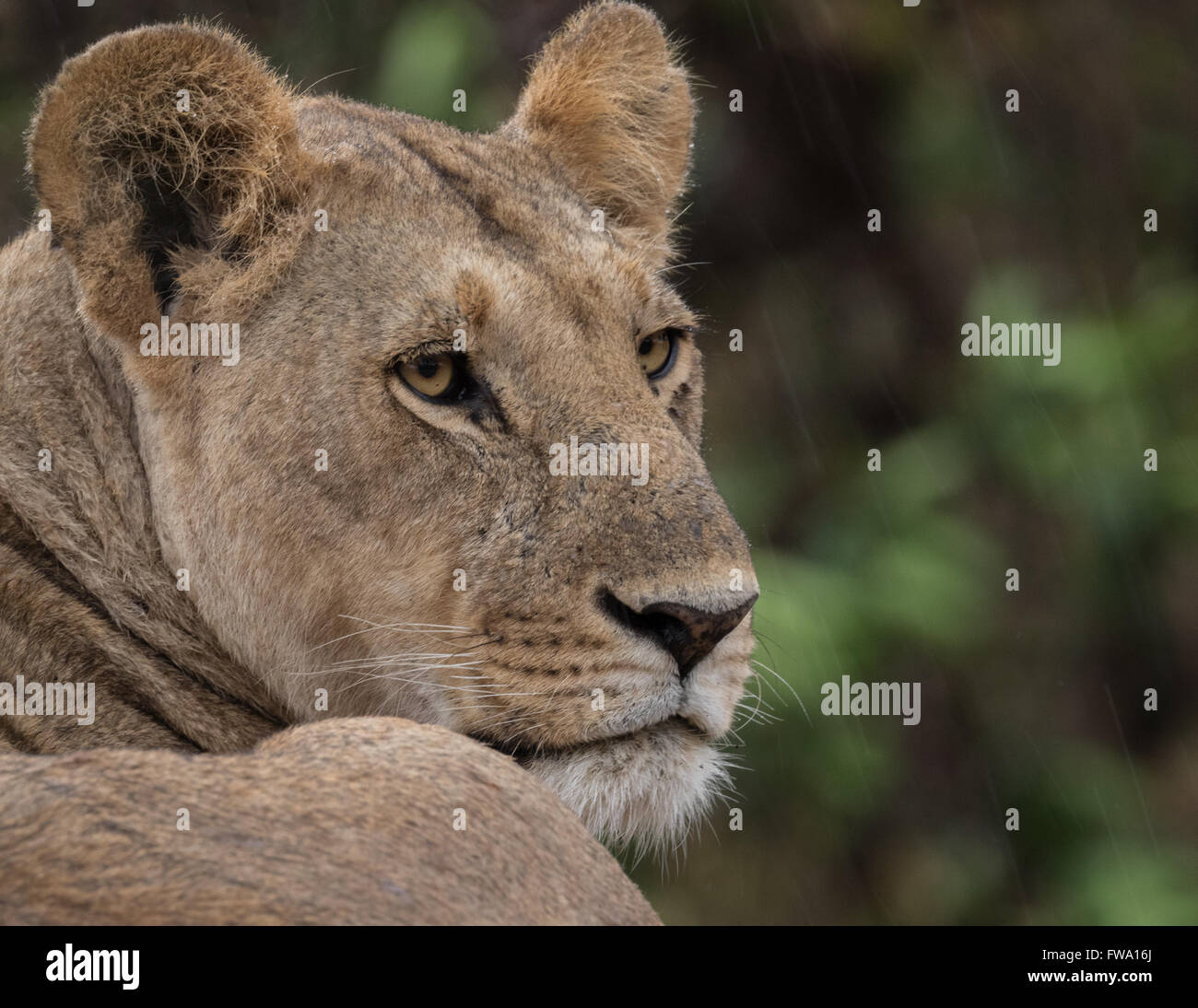 Cat rain coat hi-res stock photography and images - Alamy
