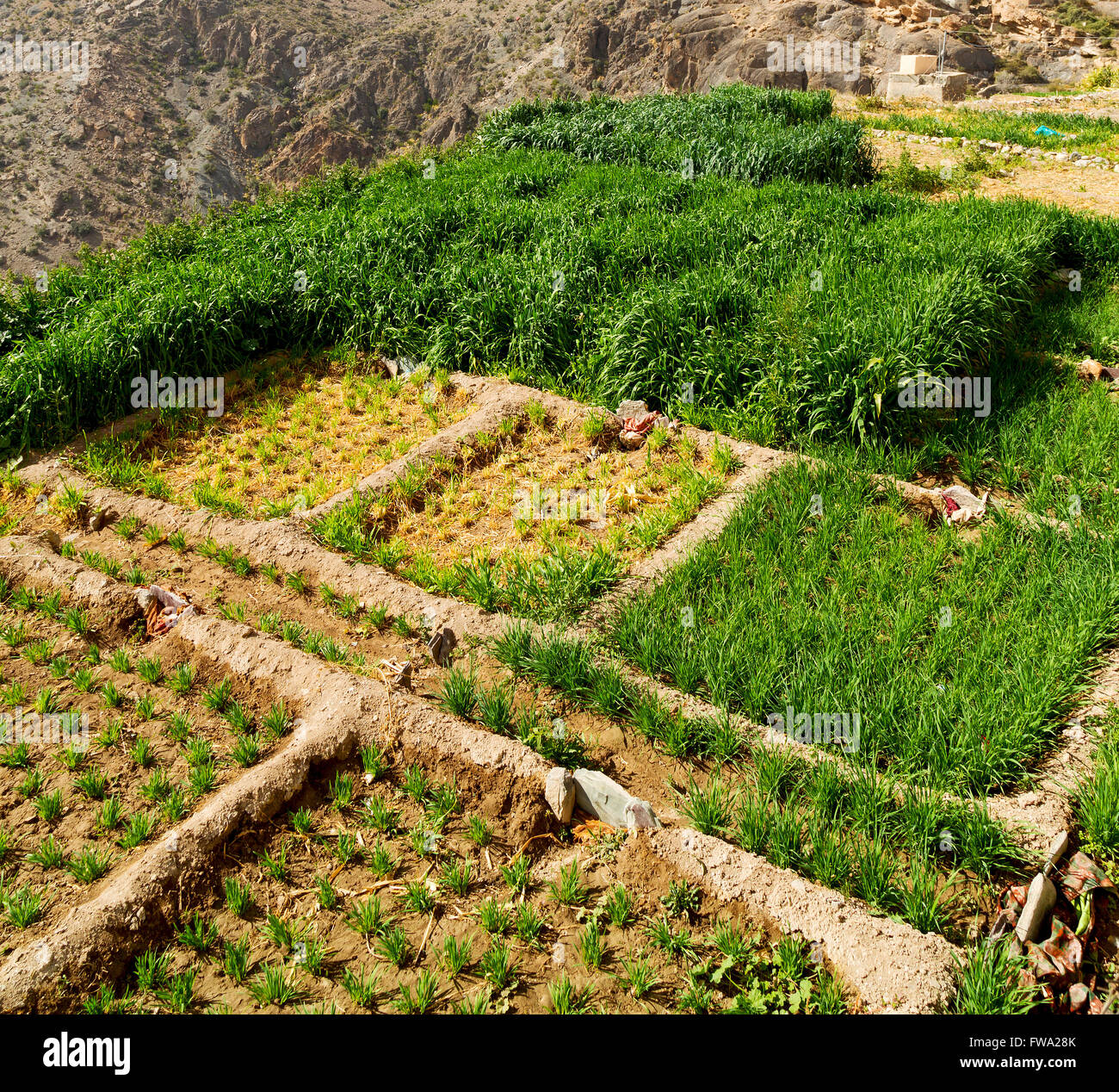 Oman Country Rice nature and color in oman the cultivation of rice plant hill Stock Photo ...