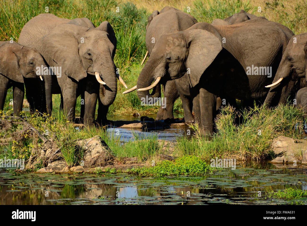 African Elephant breeding herd drinking water in the riverbed Stock Photo