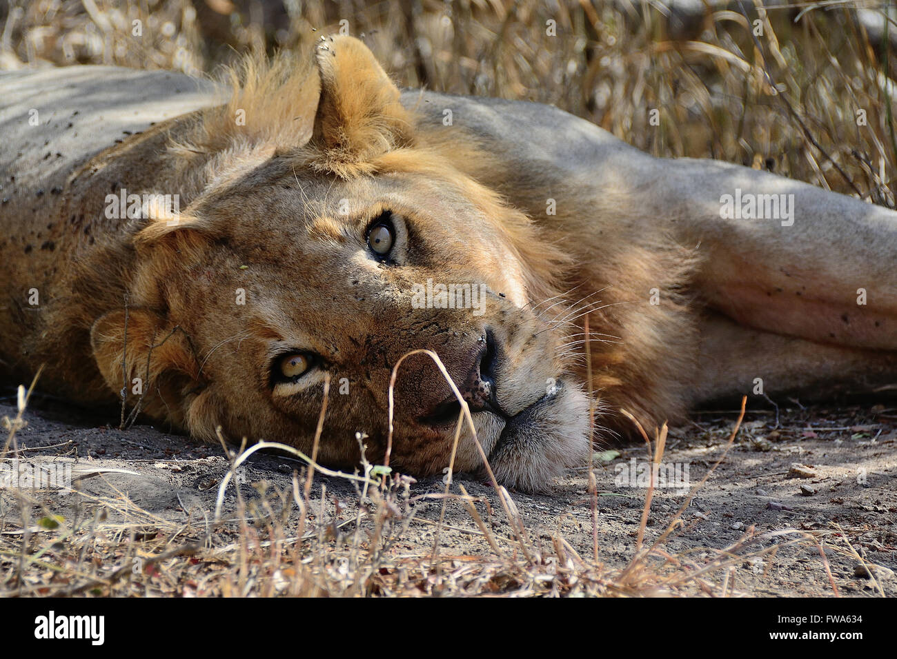 Lone African Male Lion juvenile lying resting in the shade Stock Photo