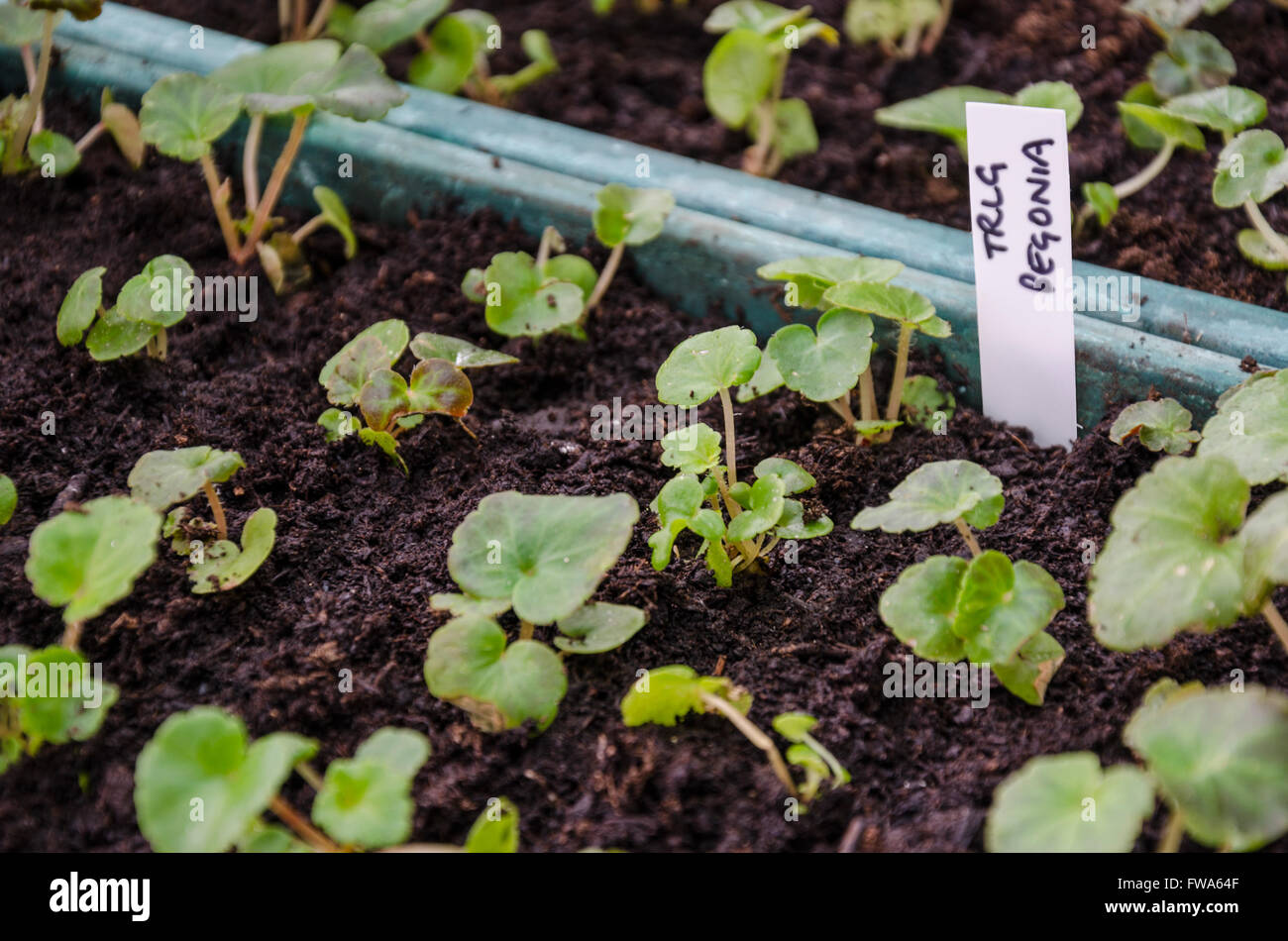Trailing Begonia seedlings growing in a seed tray Stock Photo Alamy