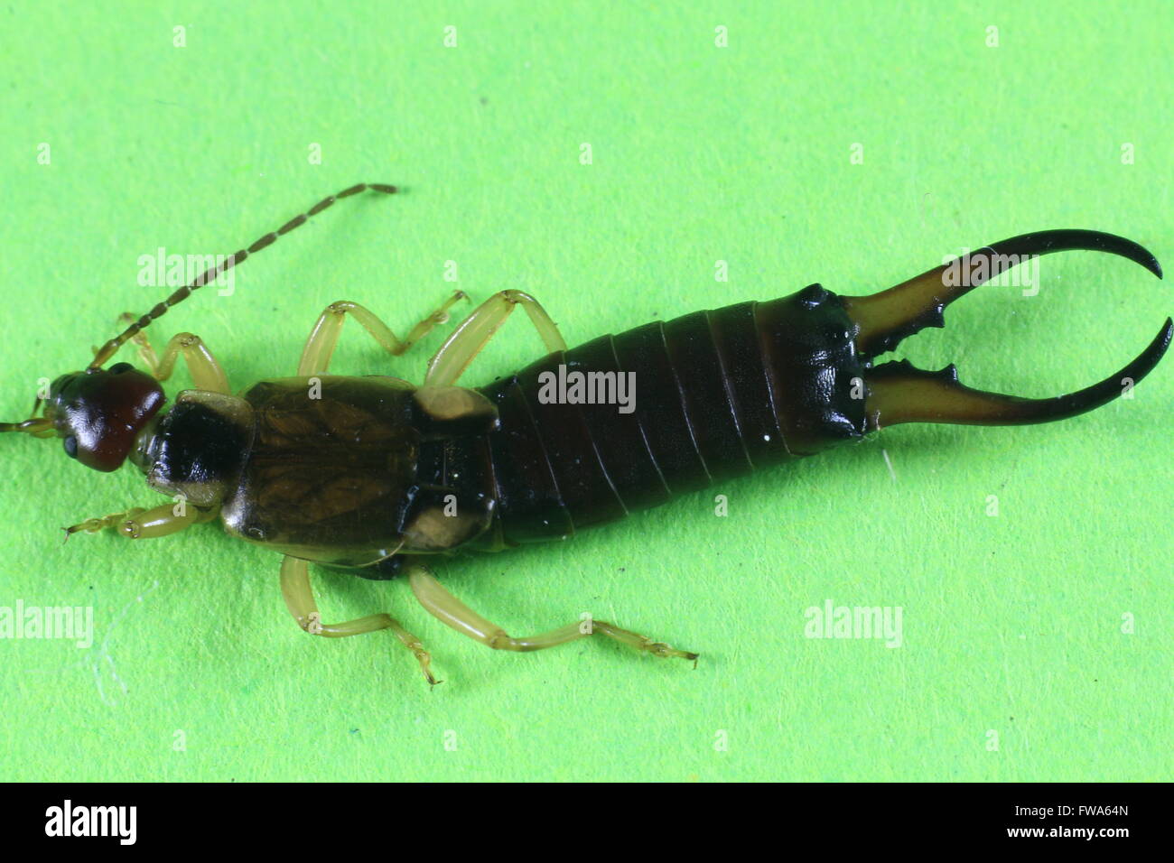 Insect earwig (forfícula auricularia Stock Photo - Alamy