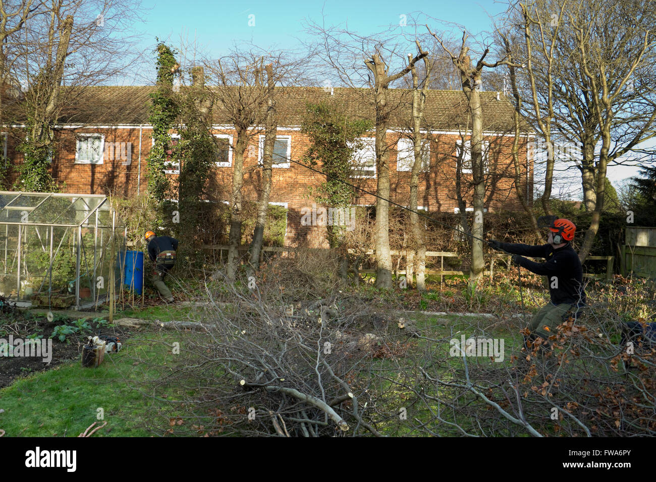 Cutting down a large tree hi-res stock photography and images - Alamy