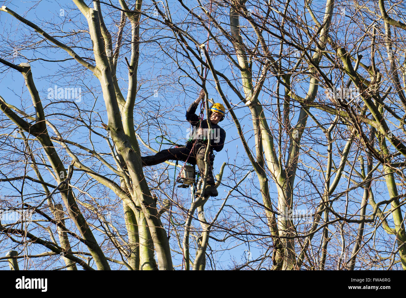 Chainsaw operator hires stock photography and images Alamy
