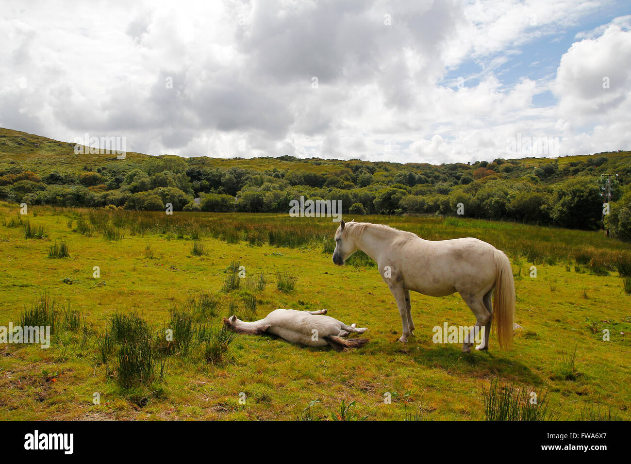 Two white horses in the wild, in Ireland Stock Photo
