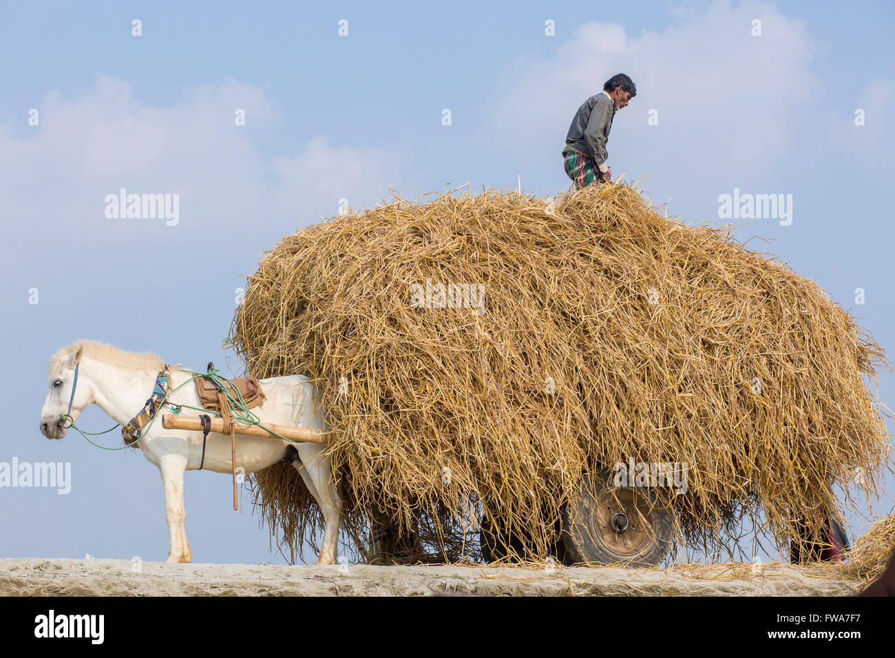 Horse and cart in the village of Dohar, Dhaka , Bangladesh. © Jahangir
