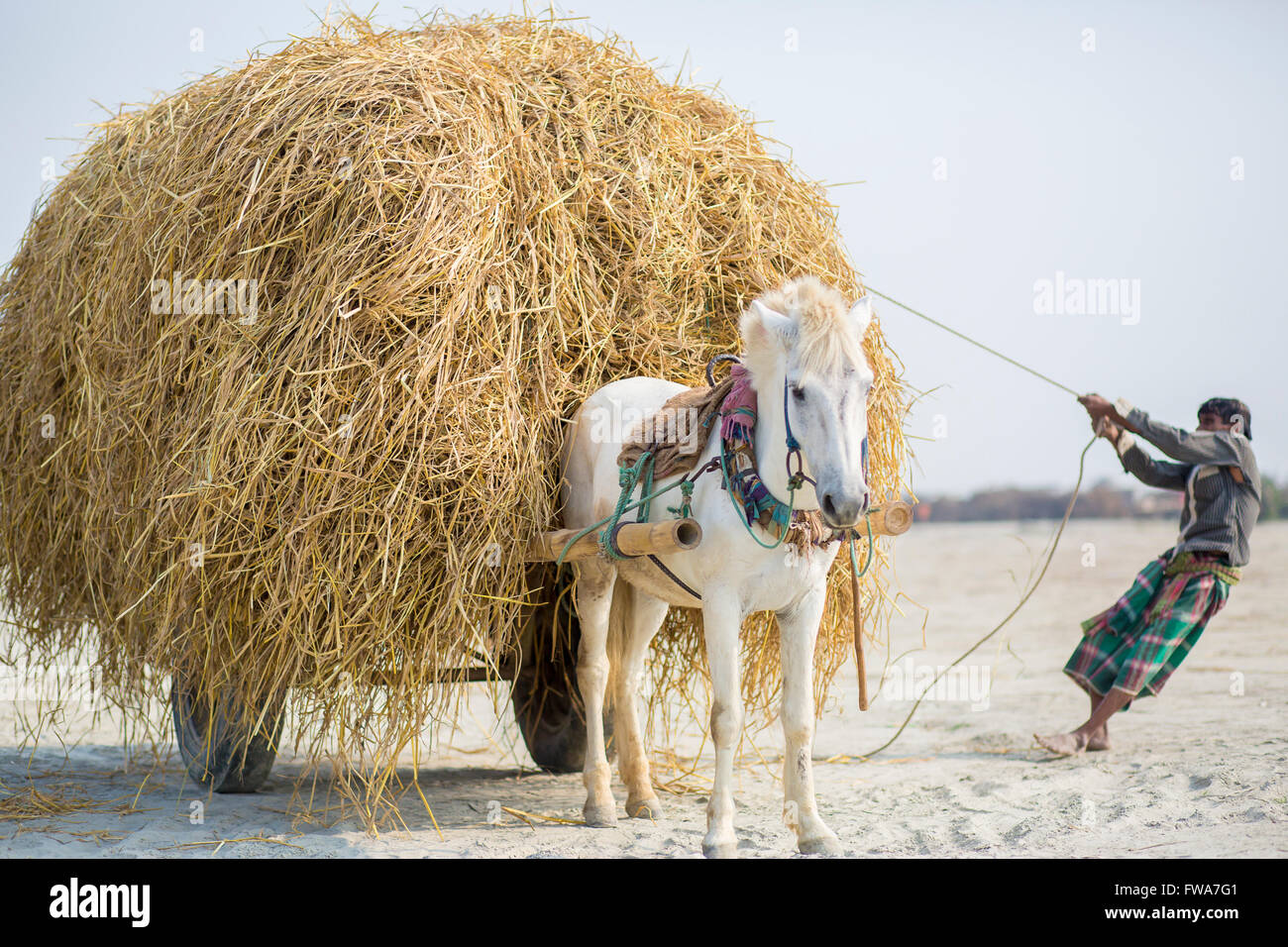 Horse and cart in the village of Dohar, Dhaka , Bangladesh. © Jahangir