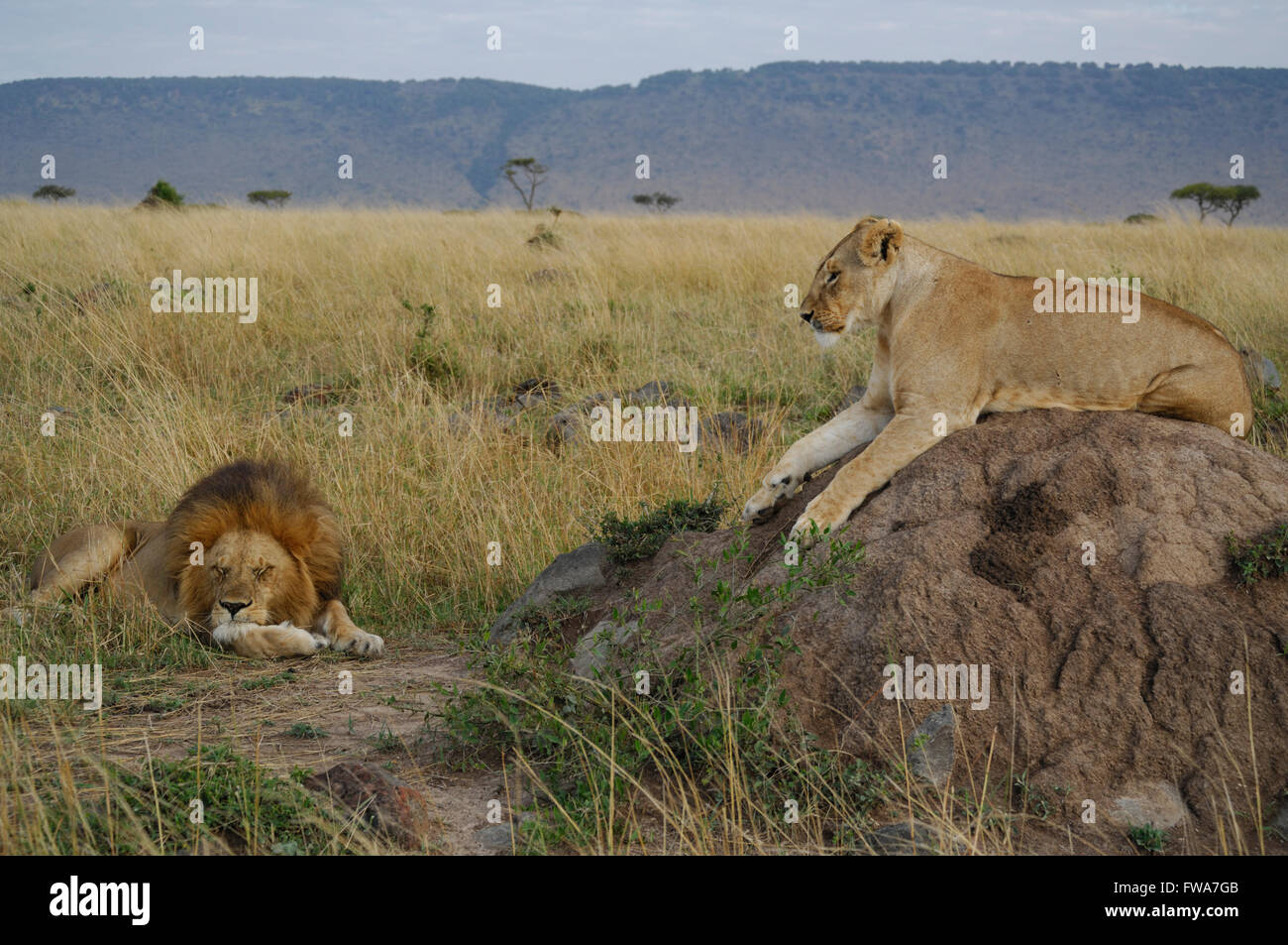 Masai mara lion hi-res stock photography and images - Alamy