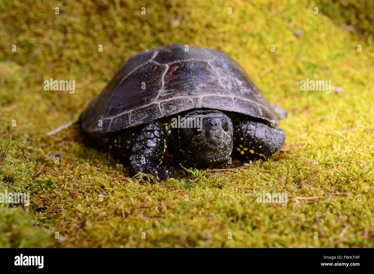 European bog turtle - Emys orbicularis environmental claw Stock Photo ...