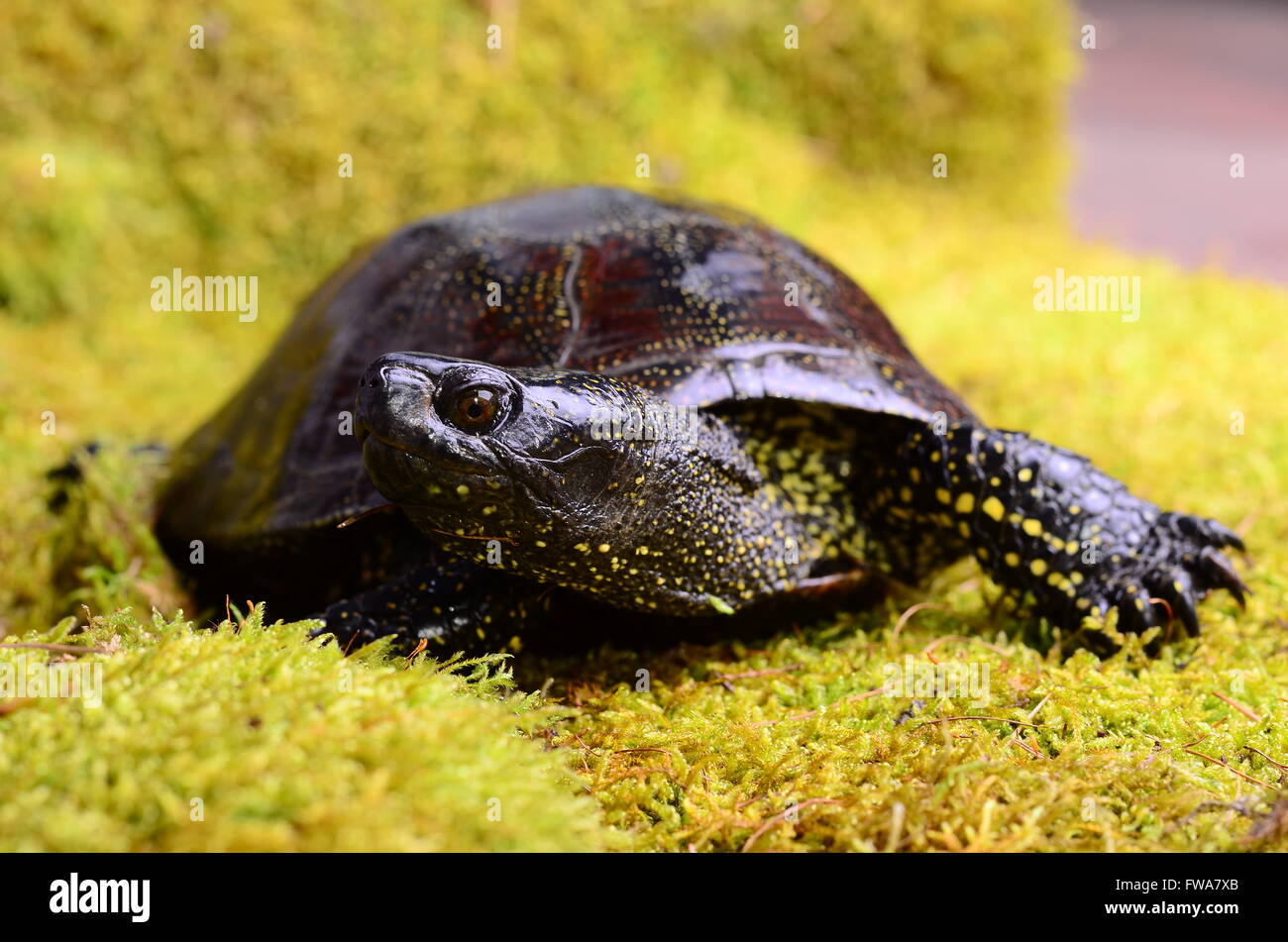 Emys muhlenbergii hi-res stock photography and images - Alamy