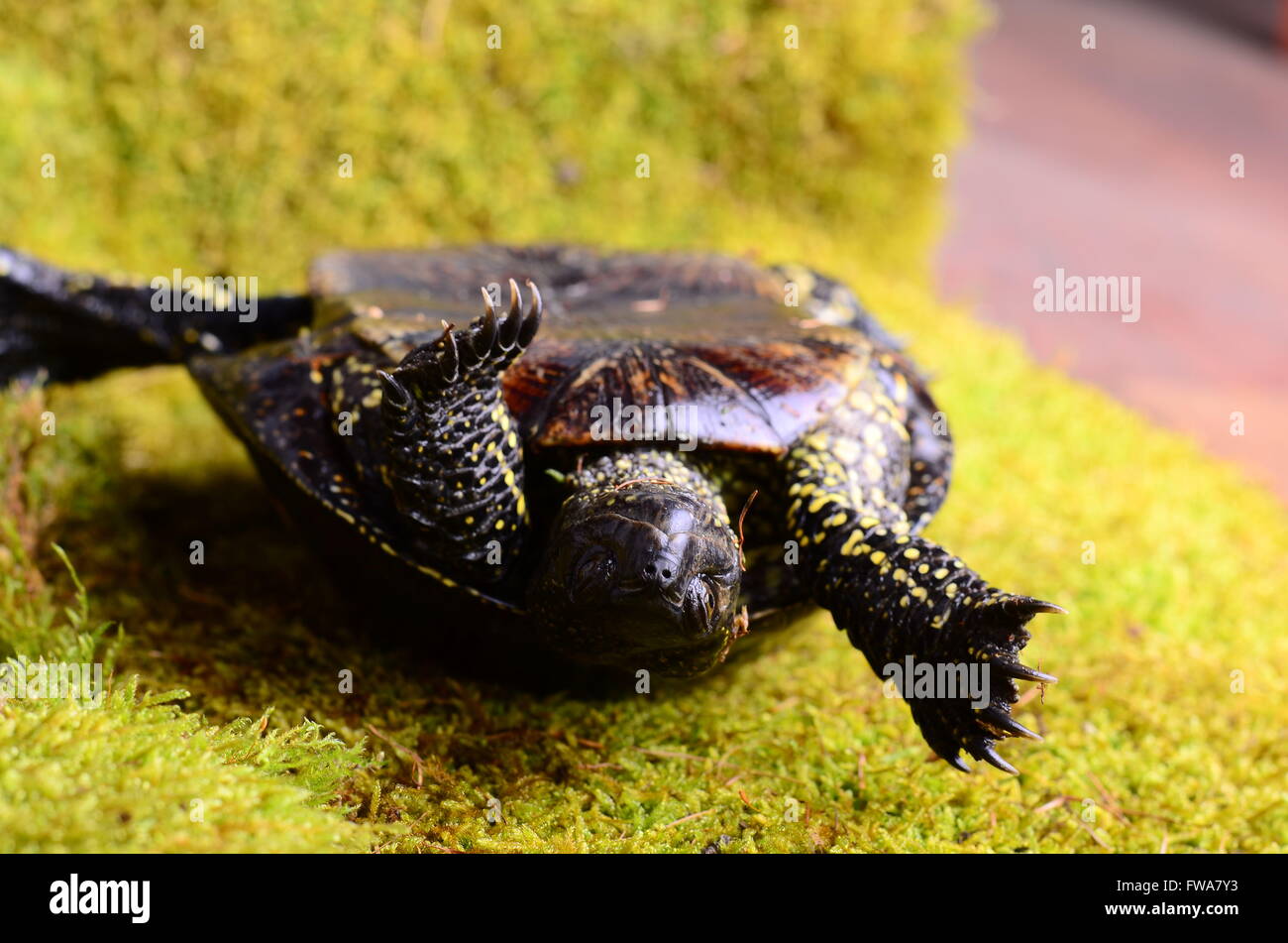 European bog turtle - Emys orbicularis environmental claw Stock Photo ...