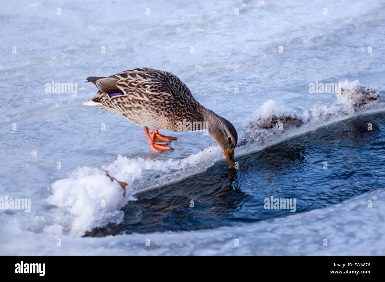 Single female mallard duck drinking water while standing on ice Stock