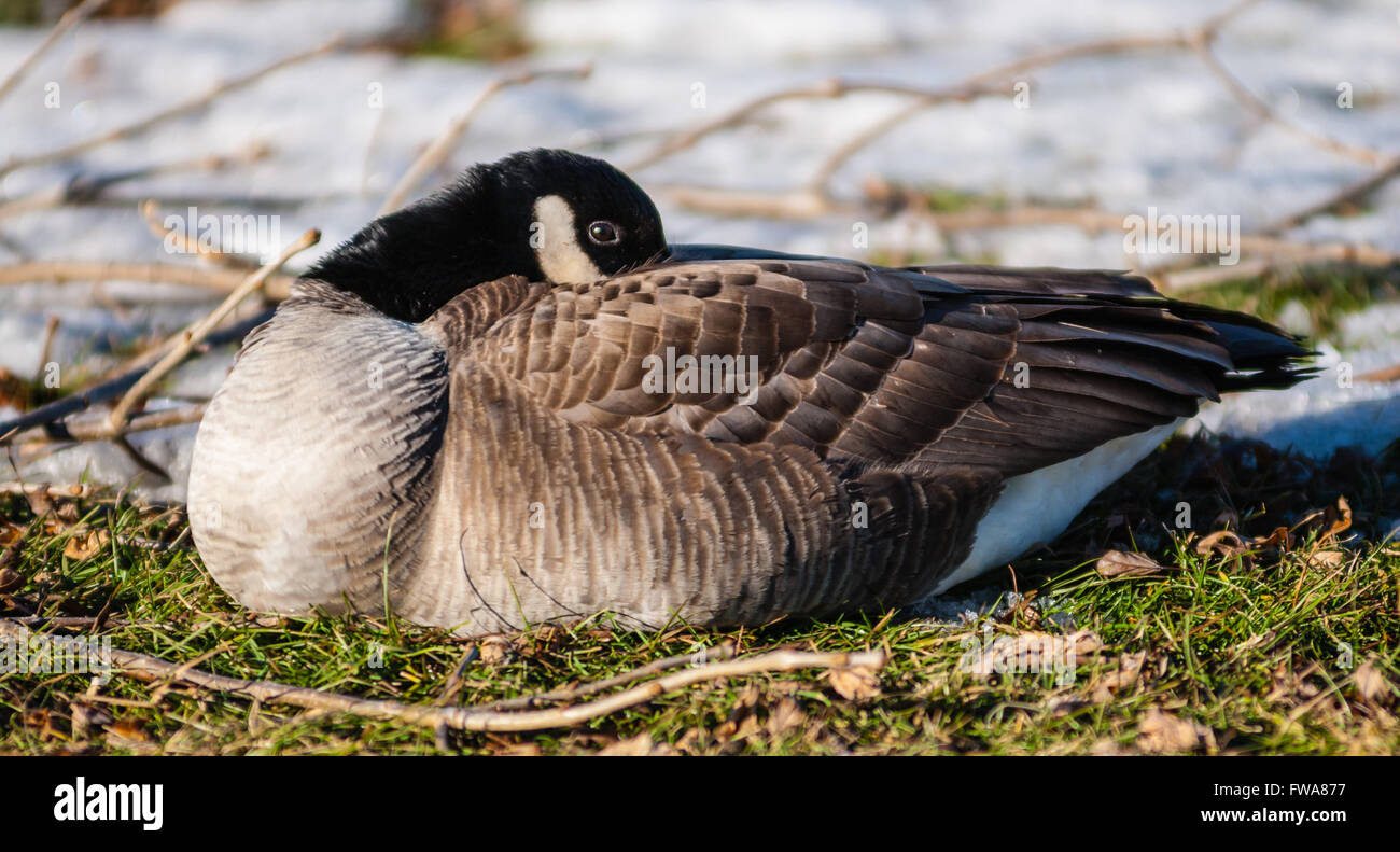 Single Canada Goose tucking beak into its feathers in cold winter Stock  Photo - Alamy