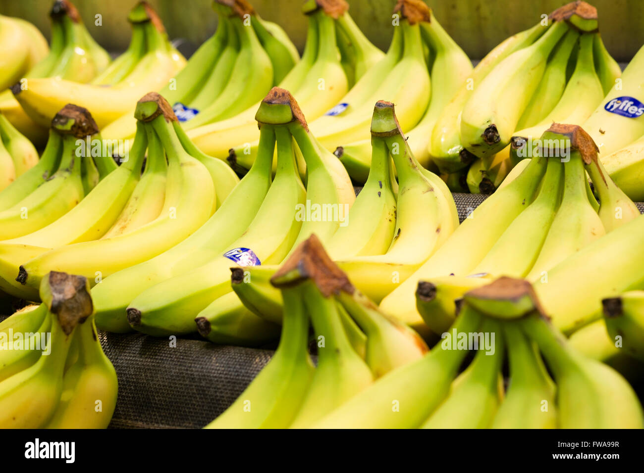 Bunches of Fyffes bananas for sale, UK. Stock Photo