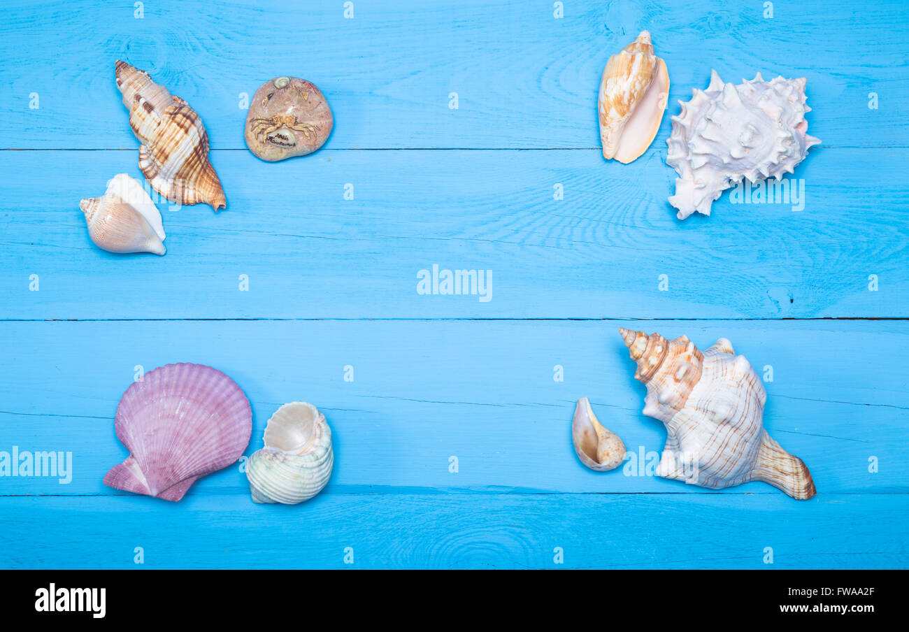 Nautical Shell Border Delicate nautical border with sea shells on a background of colourful ...