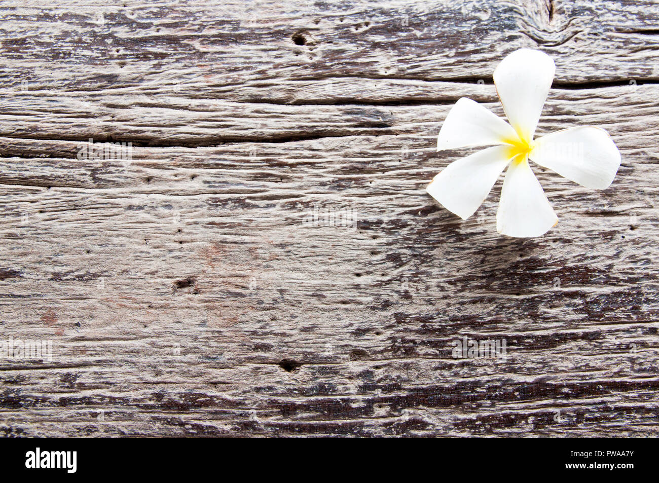 Plumeria one flower on old wood rough surfaces Stock Photo