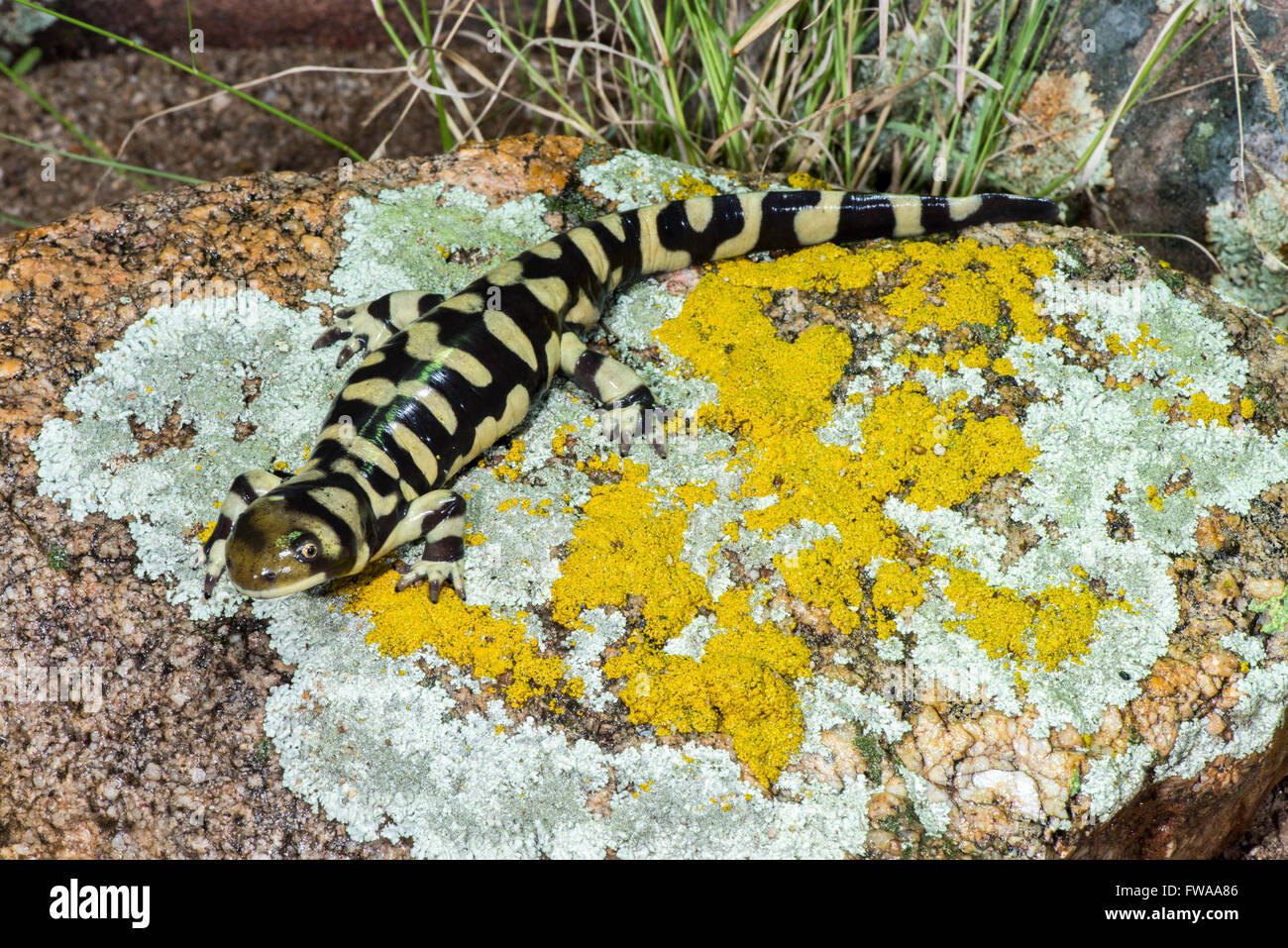 Barred Tiger Salamander Ambystoma mavortium Tucson, Arizona, United