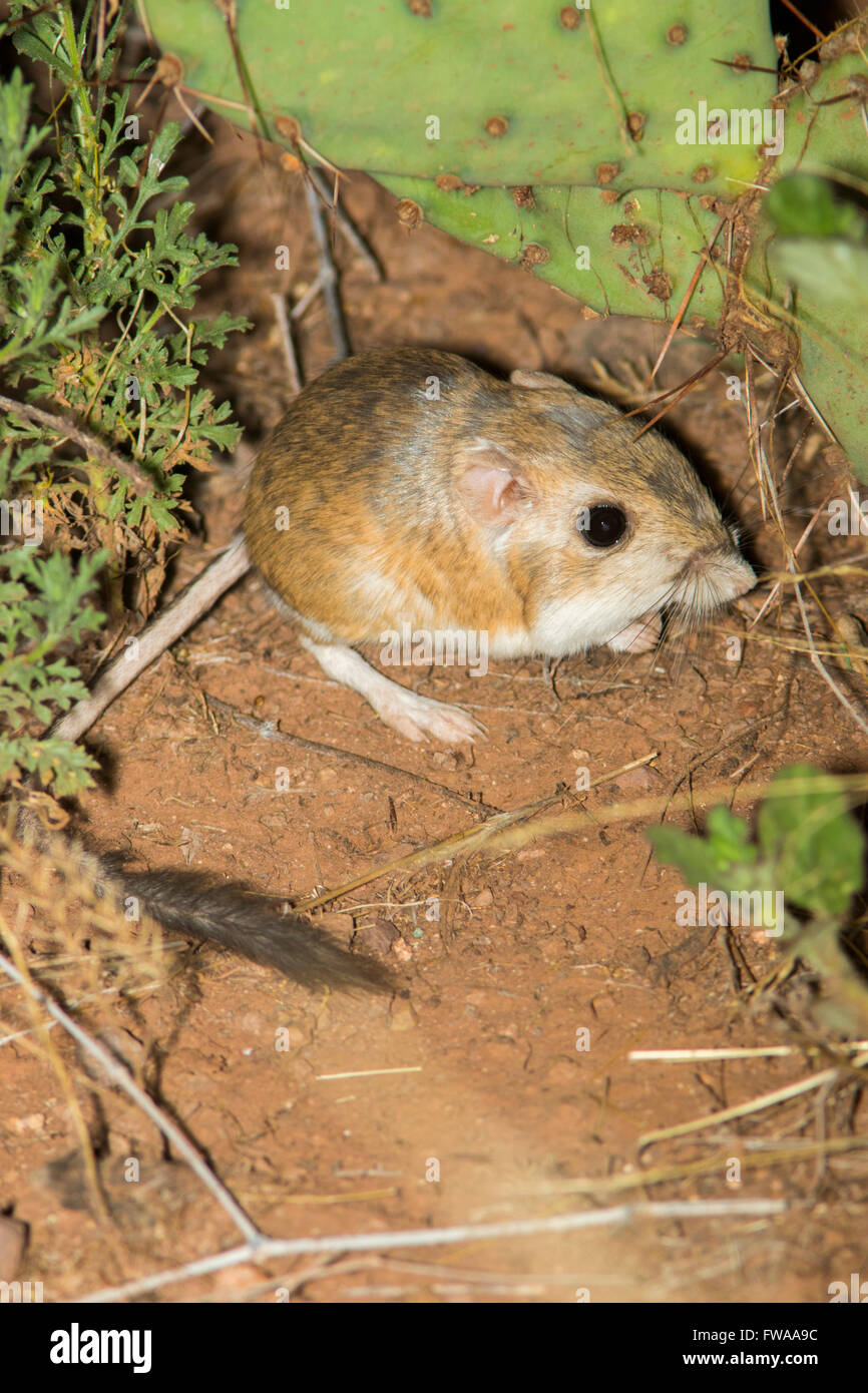 Merriam Kangaroo Rat Dipodomys merriami near Oracle, Pinal County ...