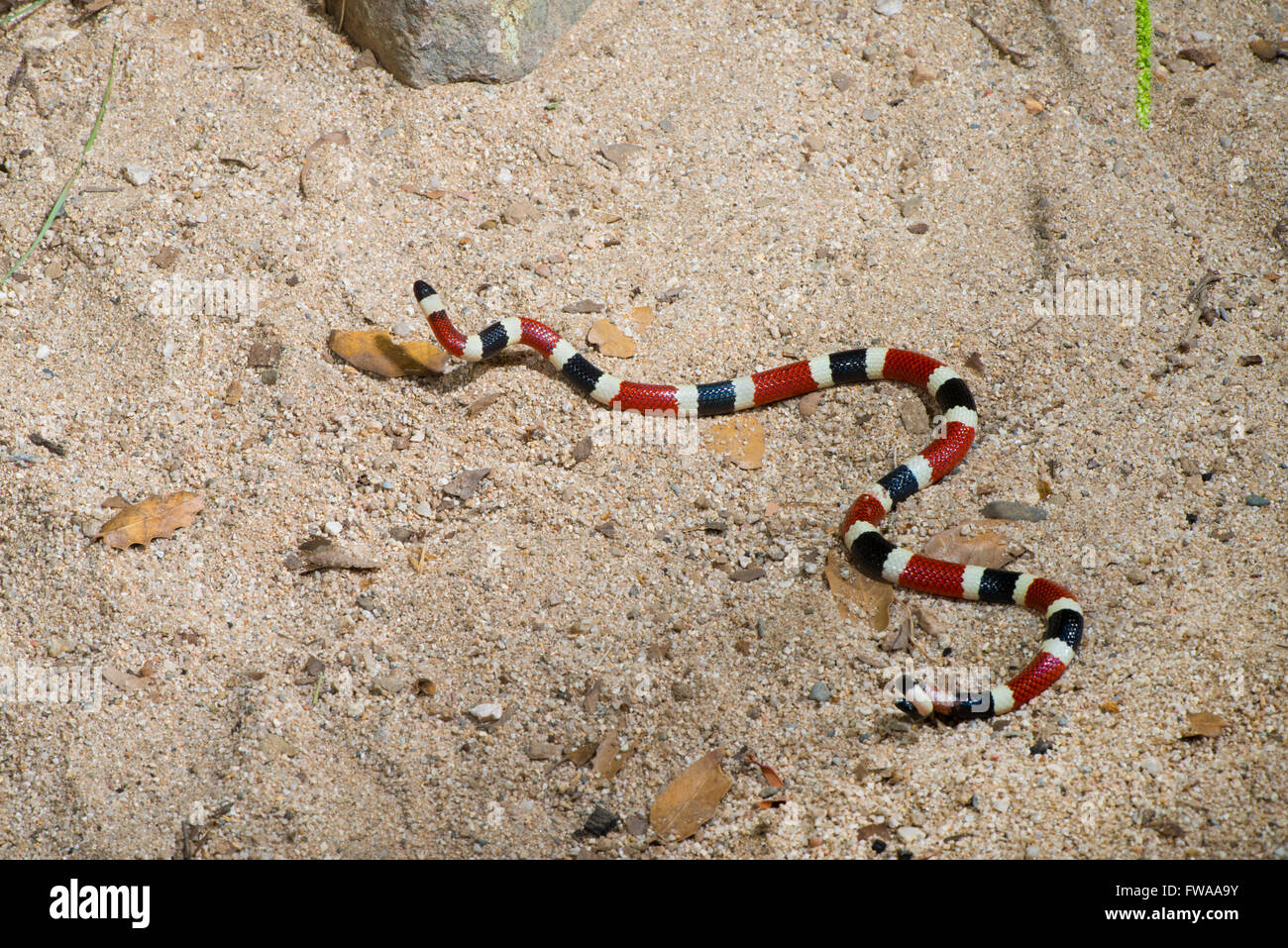 Sonoran Coralsnake Micruroides euryxanthus euryxanthus Tucson, Arizona