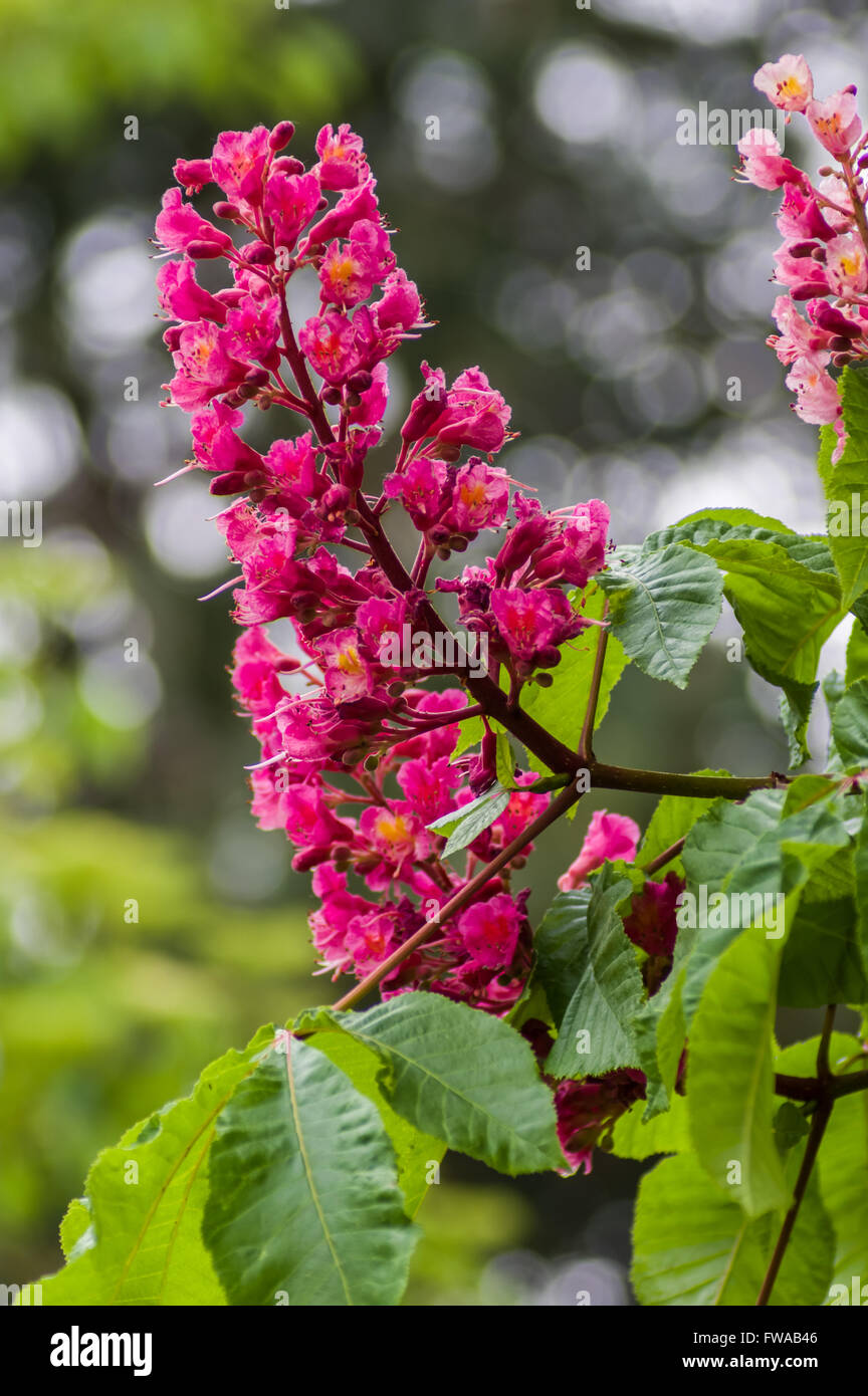 Pink flowering horse chestnut aesculus hires stock photography and