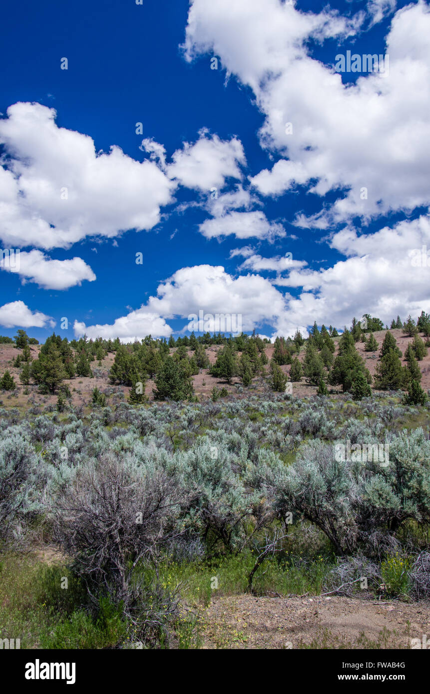 Prairie sage hires stock photography and images Alamy