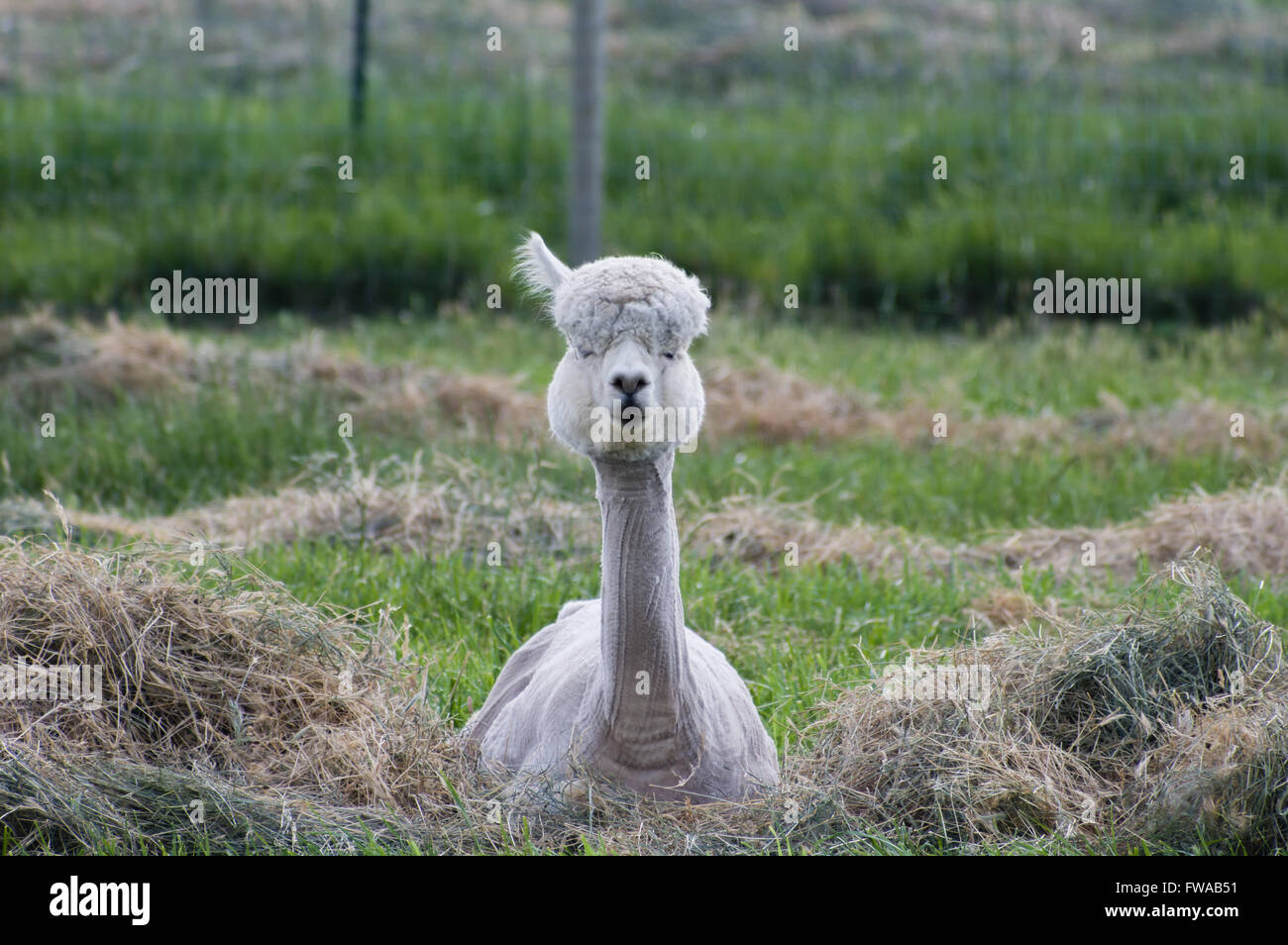 A sheared alpaca on a farm in eastern Oregon Stock Photo