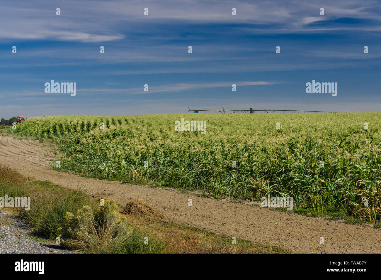 Corn plants in rows on a large farm in eastern Washington, USA Stock Photo