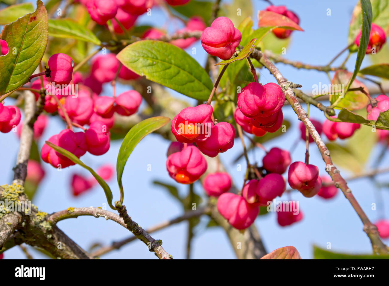 Euonymus europaeus, known as spindle, and also as European spindle and common spindle, is a deciduous shrub or small tree. Stock Photo