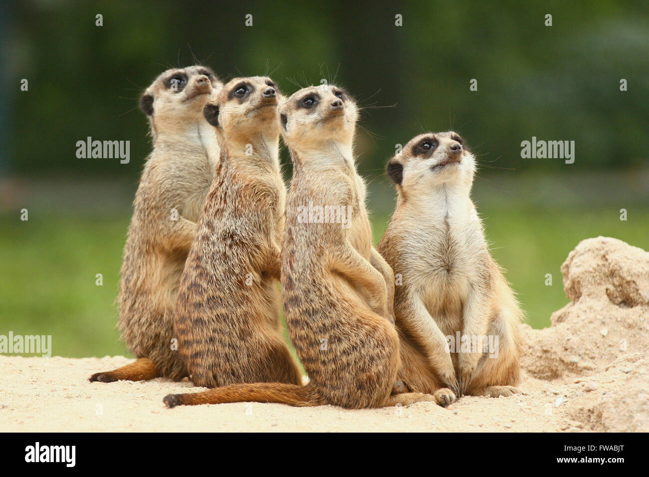 Lovely Group Of Four Suricate Or Meerkat Are Looking In The Same Direction Up Suricata Suricatta Stock Photo Alamy