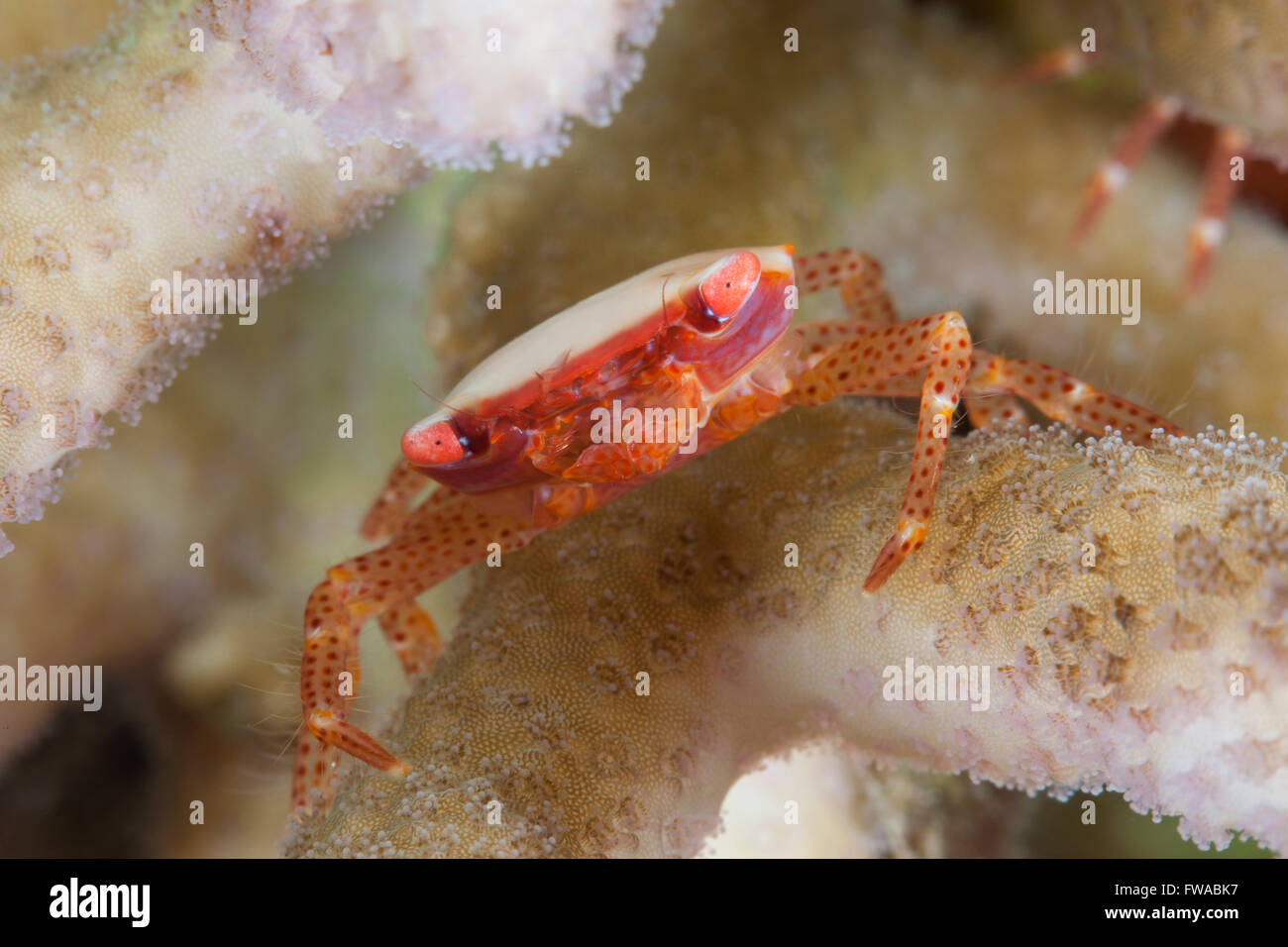 Coral Crab in a hard coral Stock Photo - Alamy