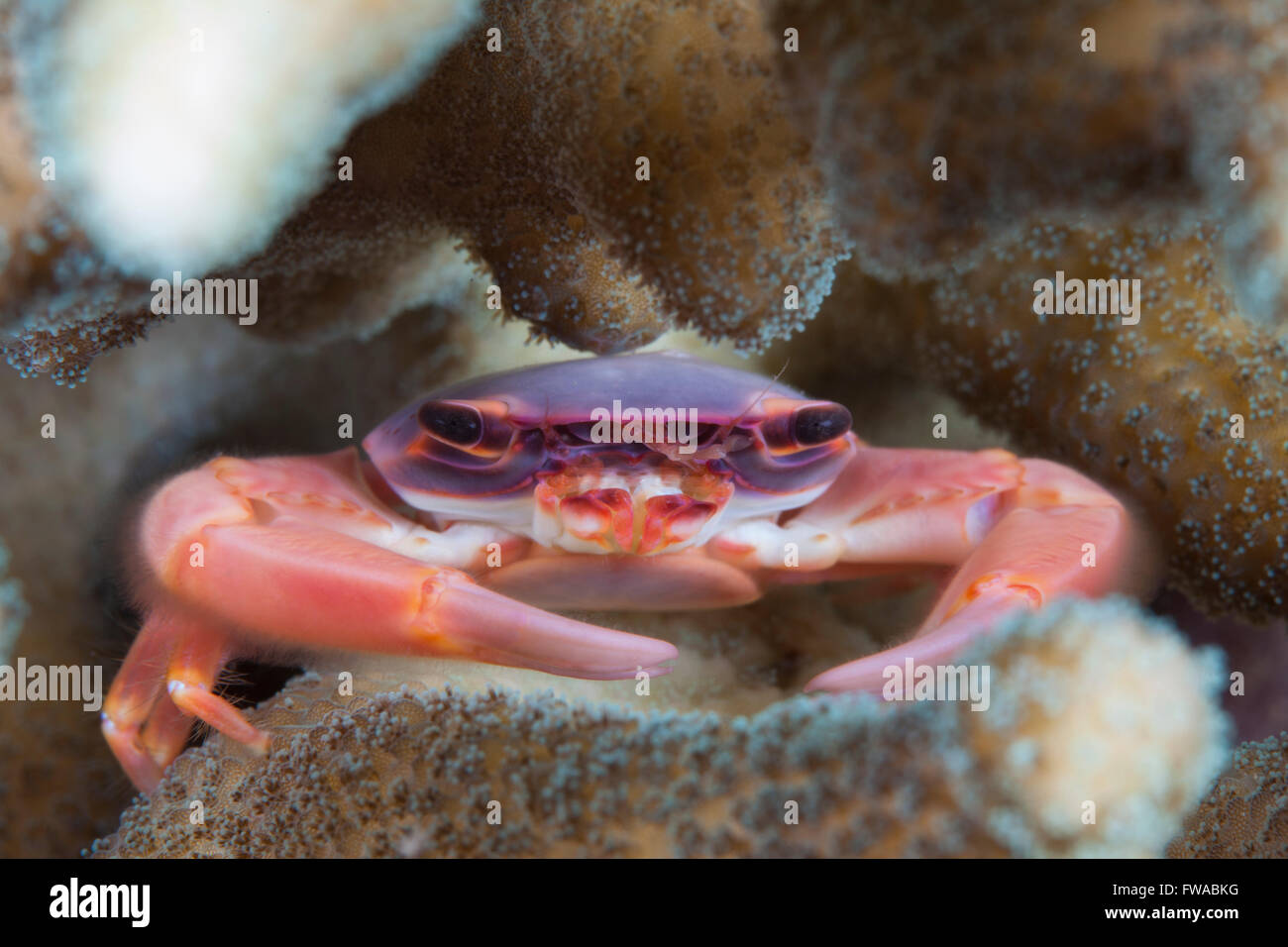 Coral Crab in a hard coral Stock Photo Alamy