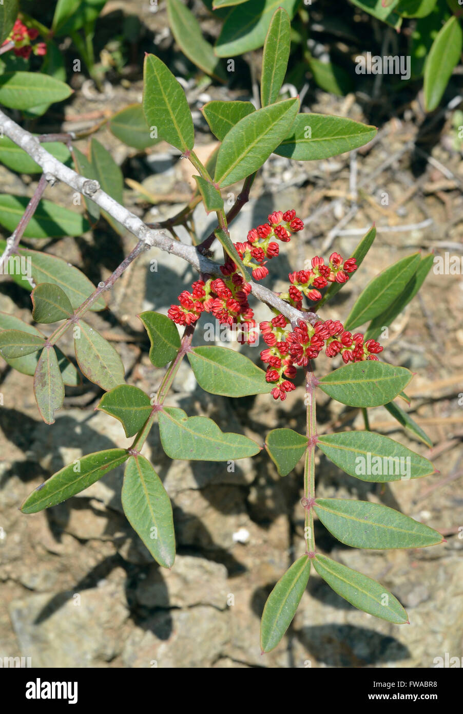 Mastic Tree - Pistacia lentiscus Evergreen Tree from Cyprus Male flowers Stock Photo
