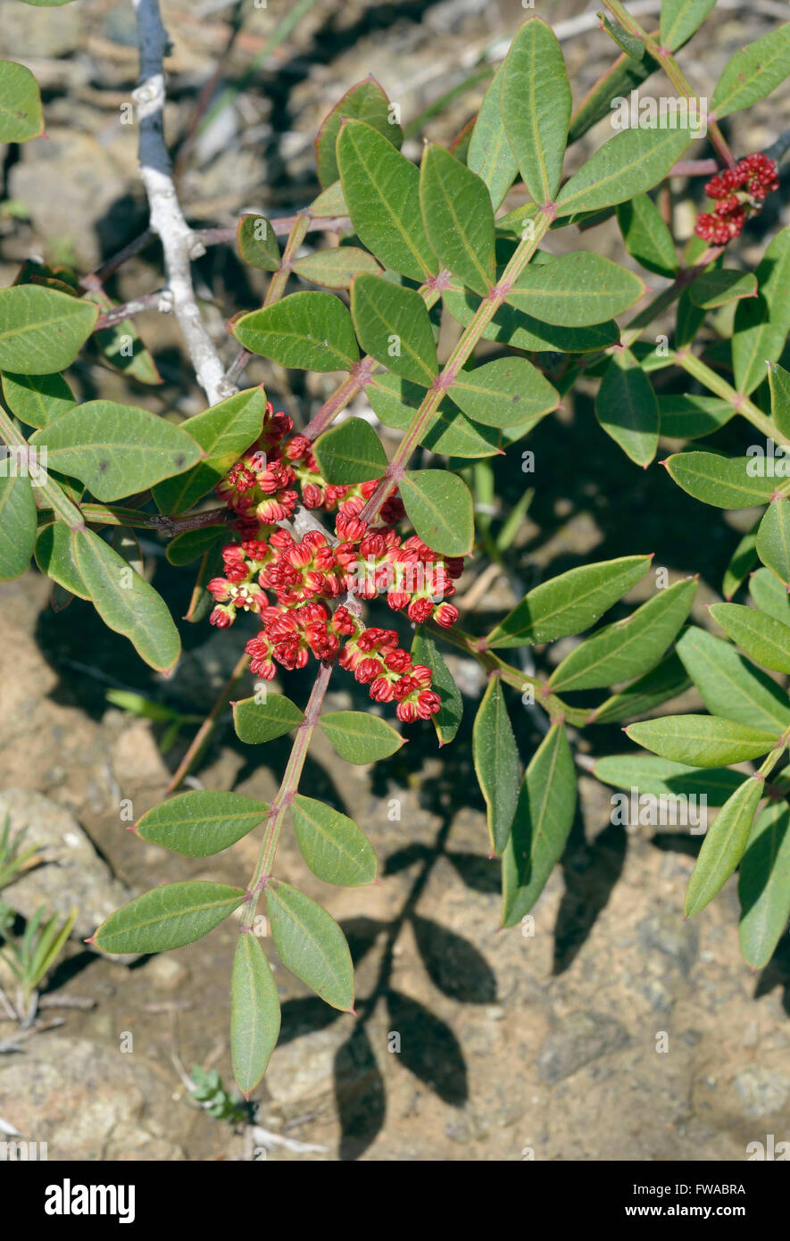 Mastic Tree - Pistacia lentiscus Evergreen Tree from Cyprus Male flowers Stock Photo