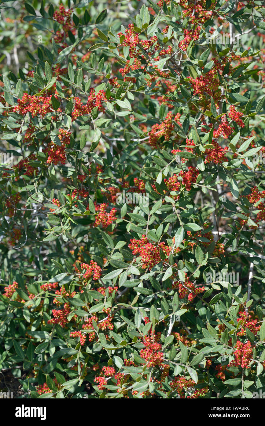 Mastic Tree - Pistacia lentiscus Evergreen Tree from Cyprus with Male flowers Stock Photo