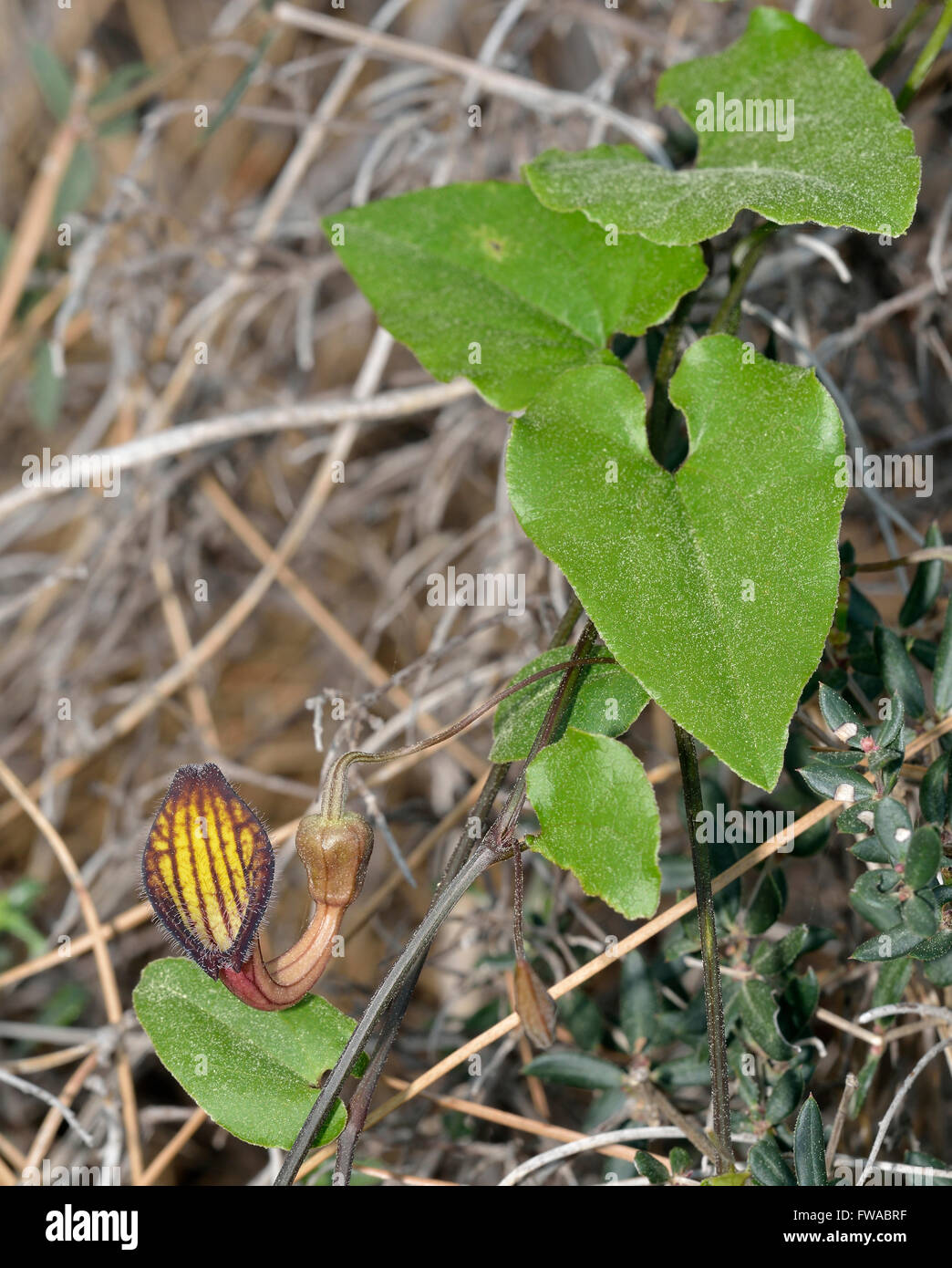 Aristolochia sempervirens A Birthwort or Dutchman’s Pipe Flower ...