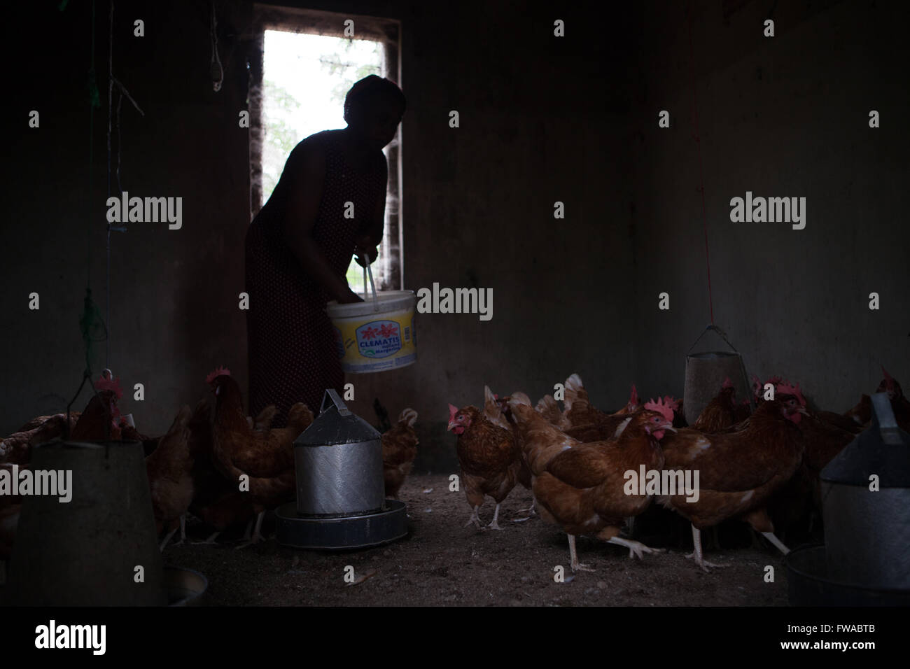 A female egg farmer feeds her chickens on her own farm, Nigeria, Africa Stock Photo