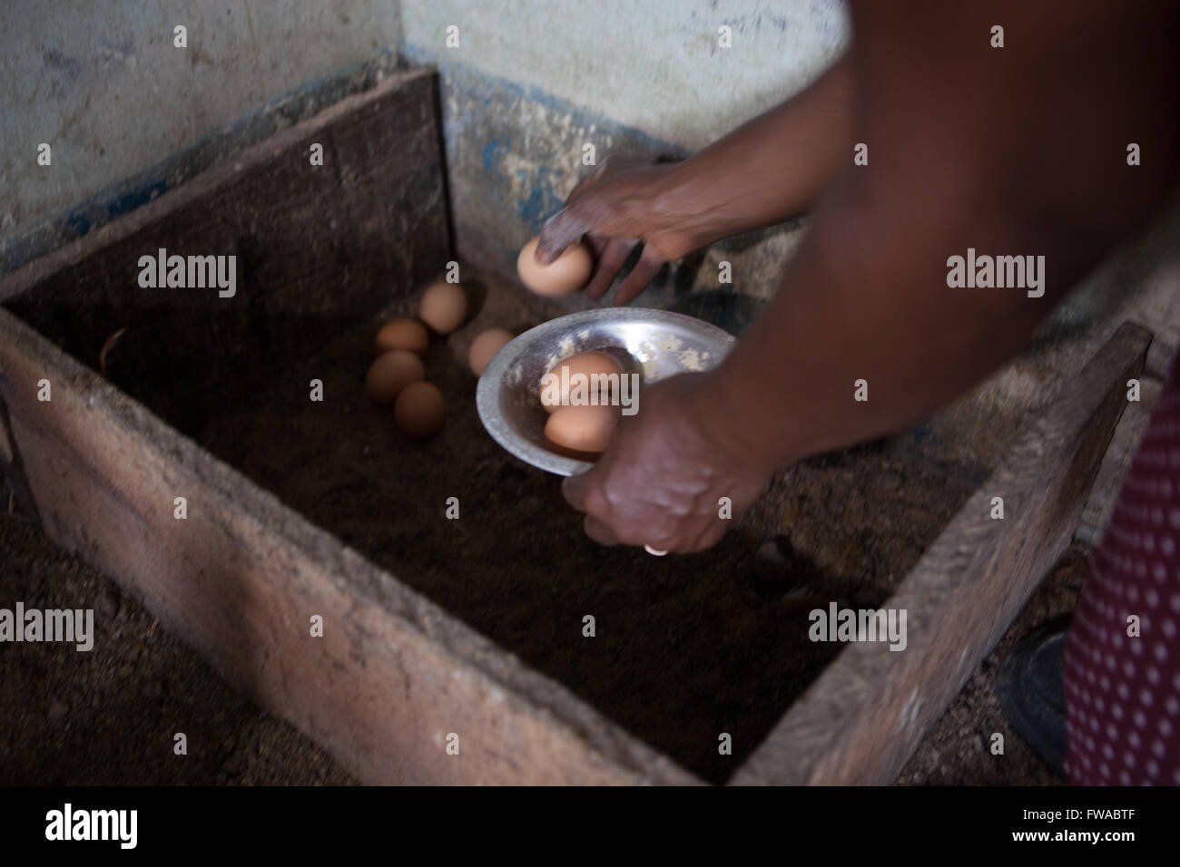 A female egg farmer collects fresh eggs from her chickens, Nigeria, Africa Stock Photo
