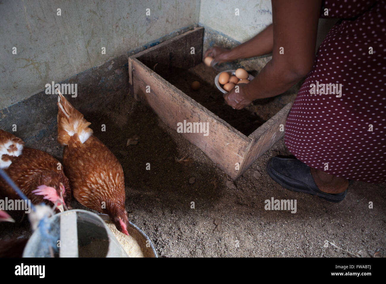A female egg farmer collects fresh eggs from her chickens, Nigeria, Africa Stock Photo
