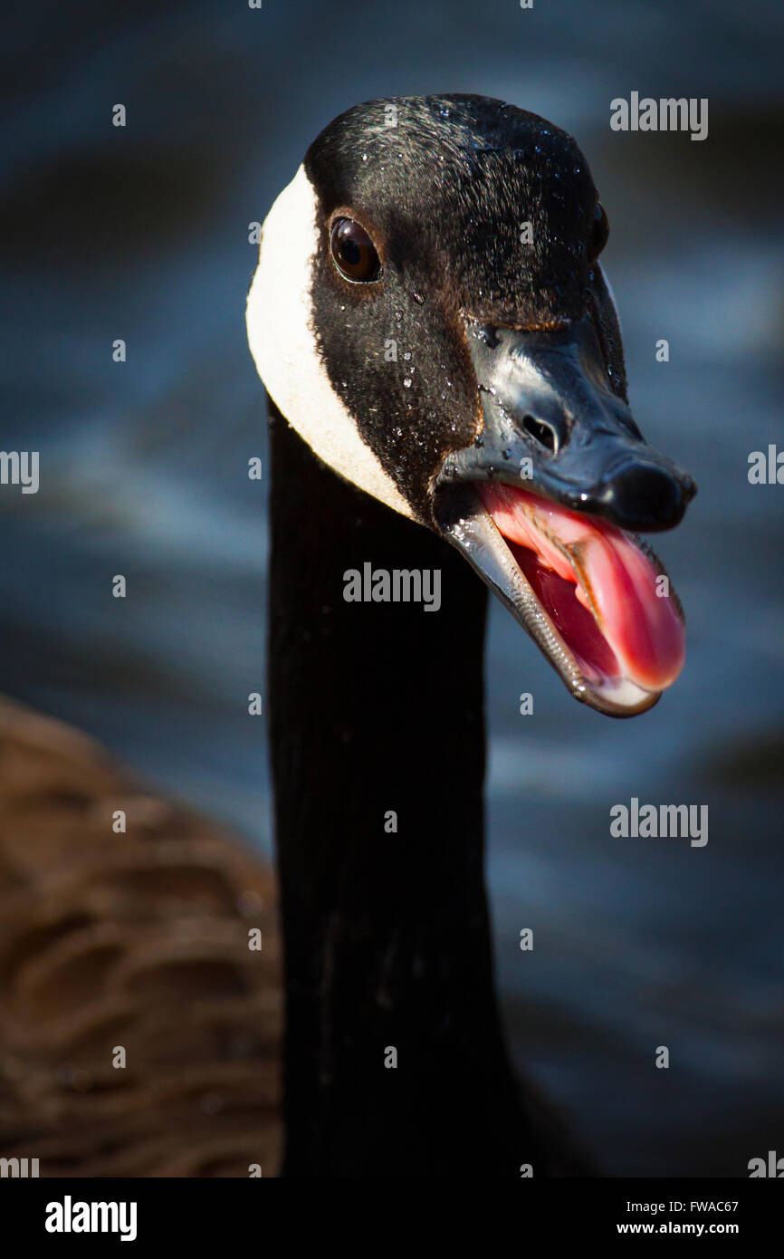 Canada goose tongue hires stock photography and images Alamy