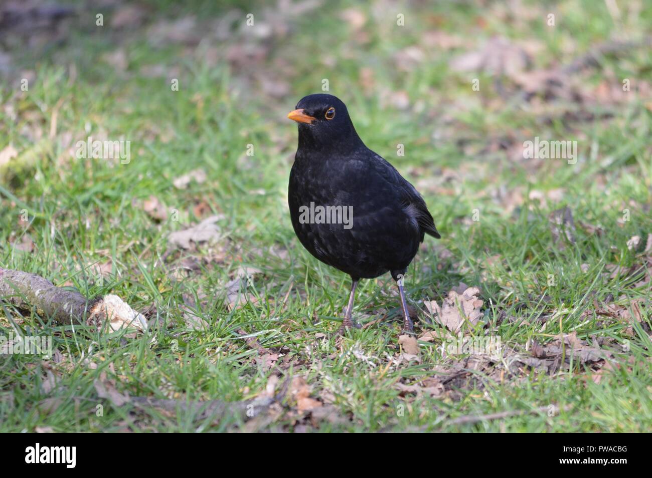 Portrait of a male Blackbird taken in early Spring. Stock Photo