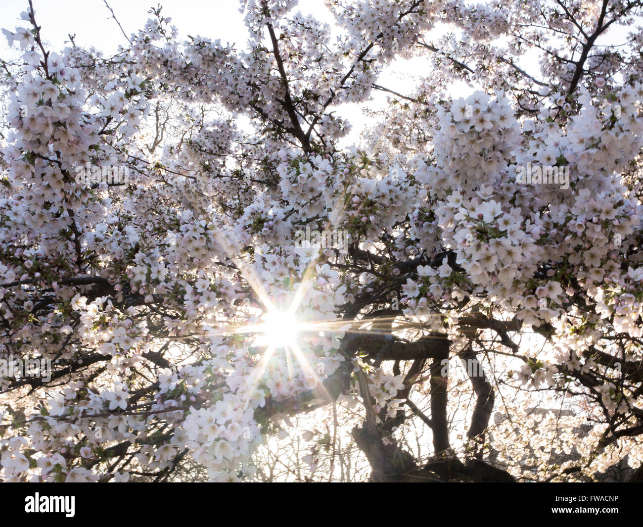 Cherry tree in st jamess park hi-res stock photography and images - Alamy