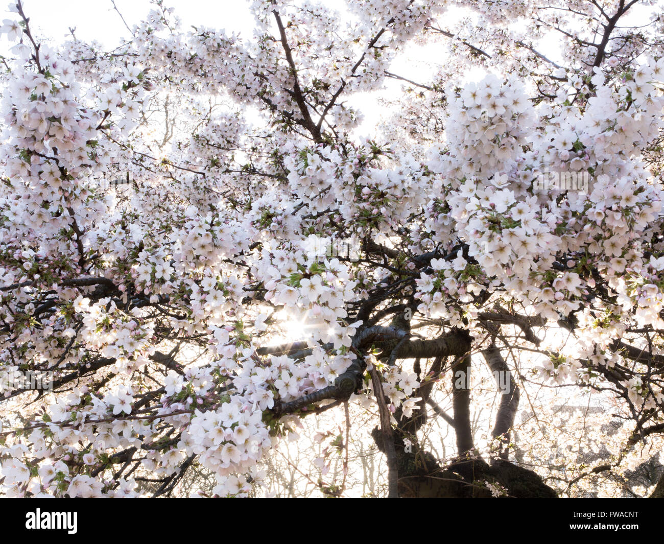 Cherry tree in st jamess park hi-res stock photography and images - Alamy